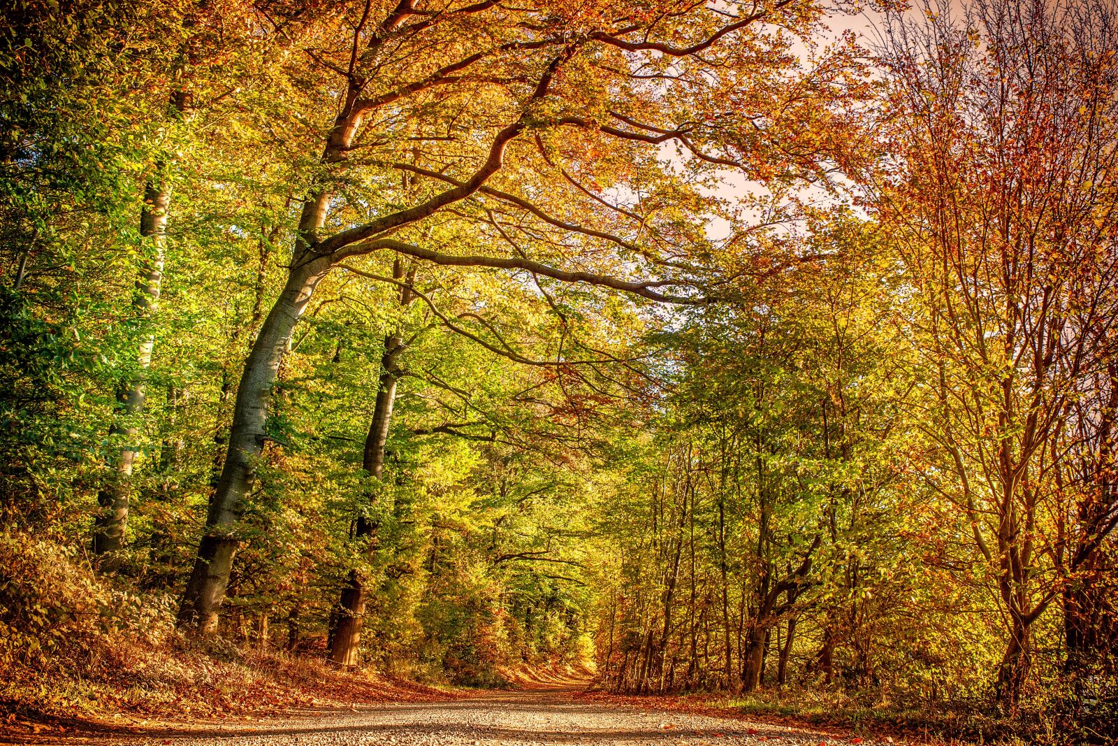 Canon EOS 5D sample photo. Autumn forest, nature, tree photography