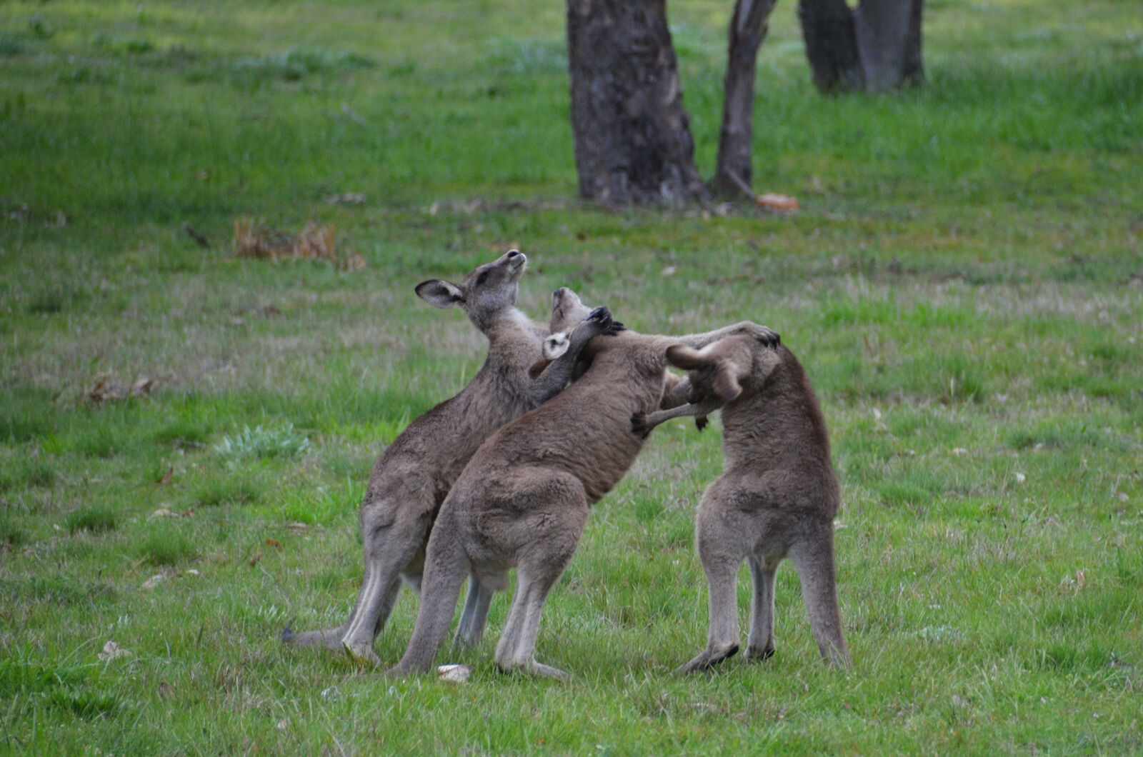 Nikon D7000 sample photo. 3, male, kangaroos, fighting photography