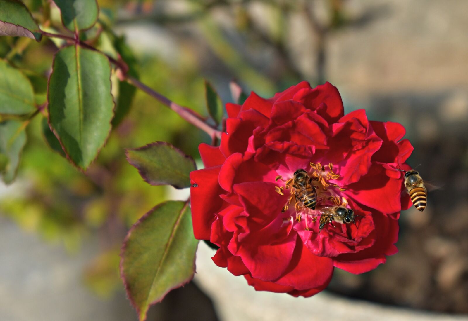 Nikon D5600 sample photo. Red rose, three honey photography