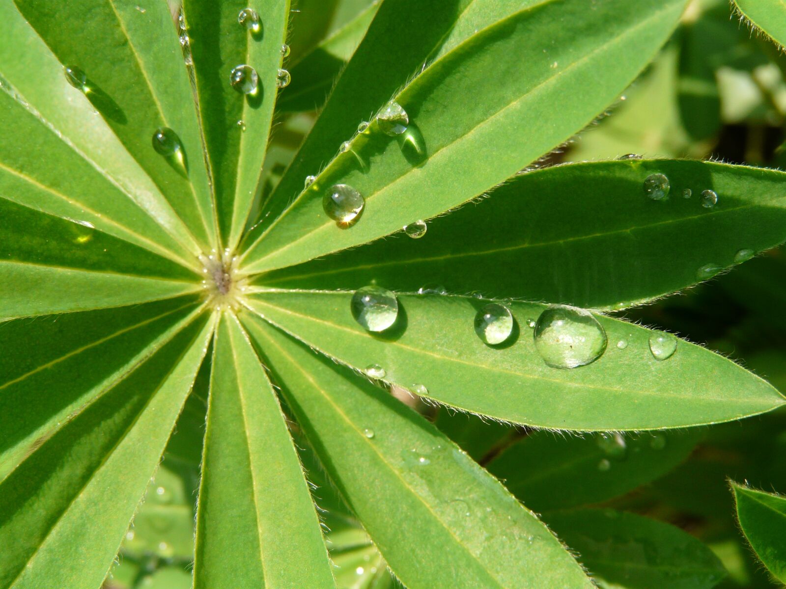 Panasonic DMC-FZ18 sample photo. Drops, leaf, green photography