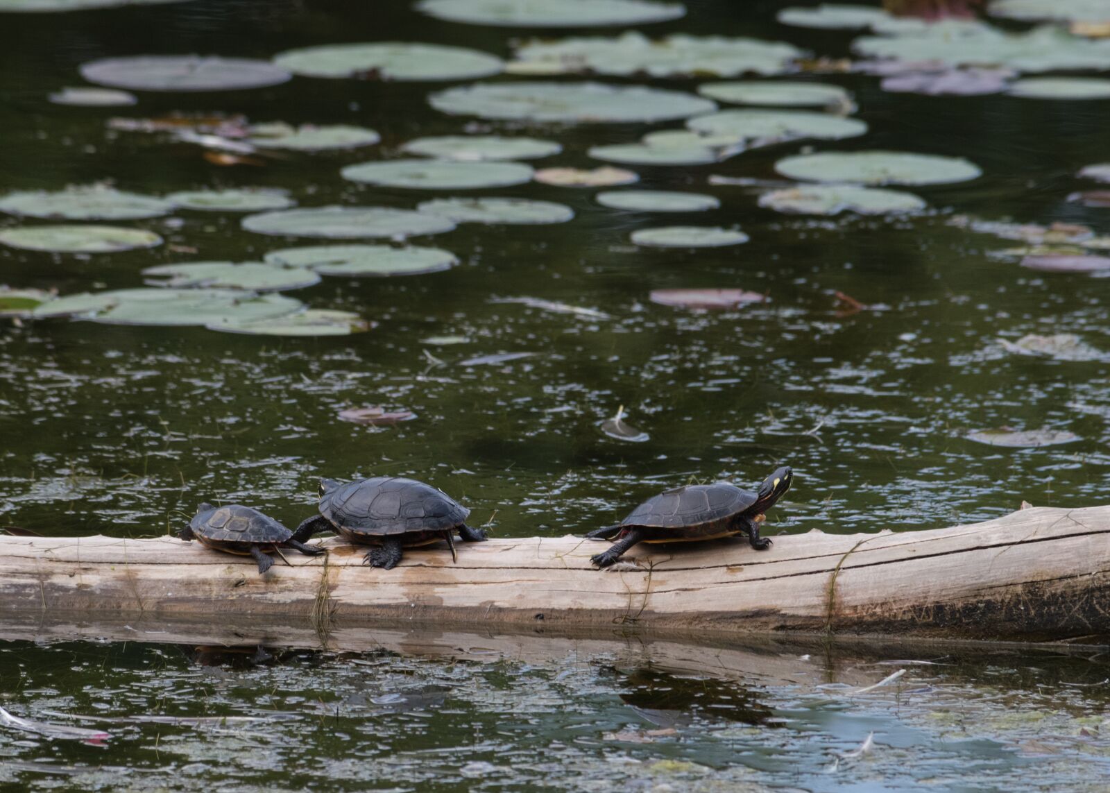 Nikon D5500 sample photo. Reptile, turtles, animals photography