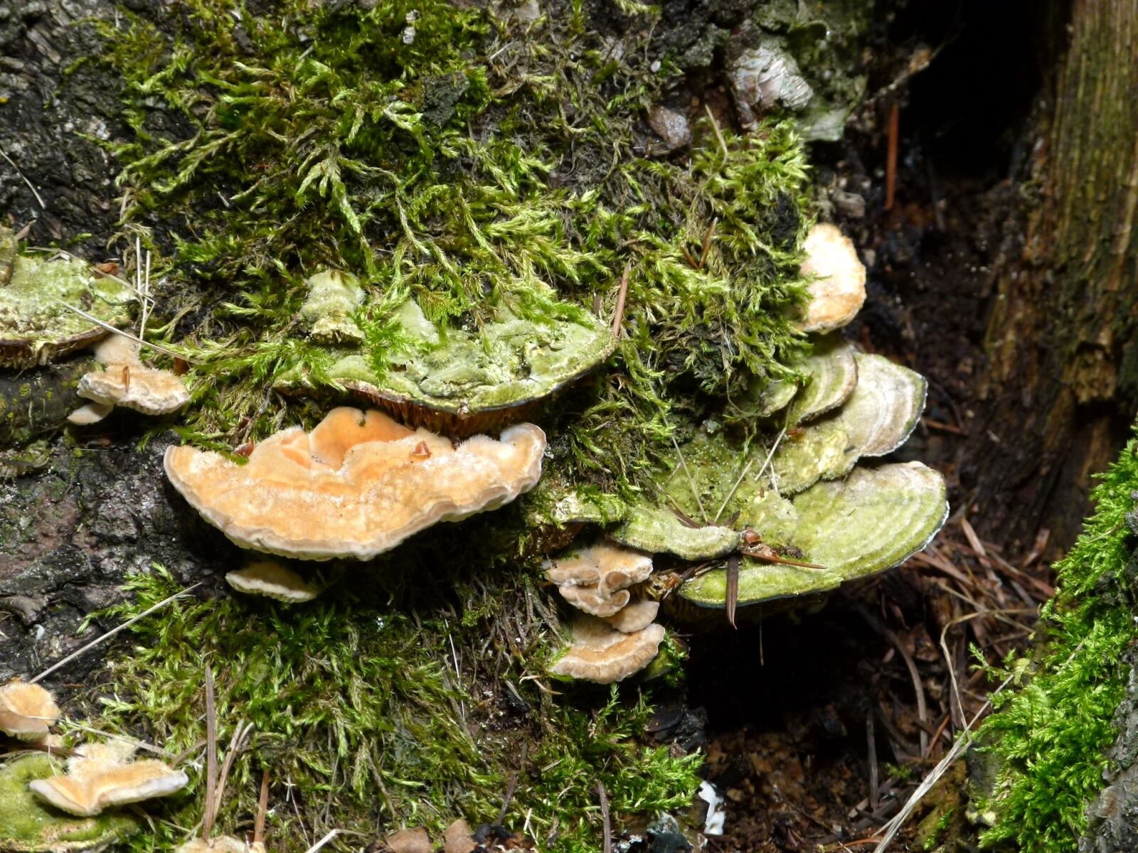 Panasonic Lumix DMC-FZ100 sample photo. Fungus, mushroom, fungi photography