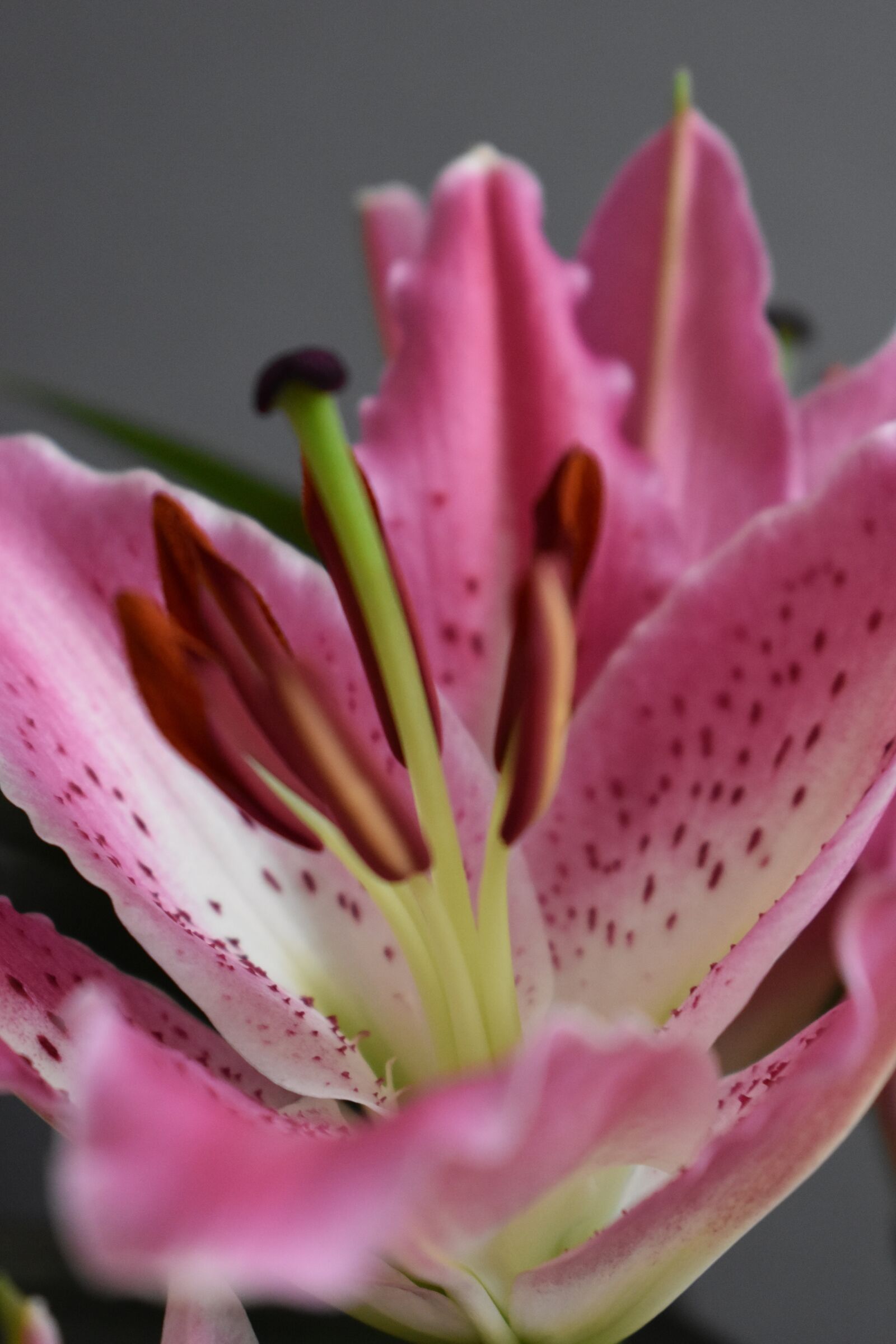 Nikon D5600 sample photo. Lily, blossom, bloom photography