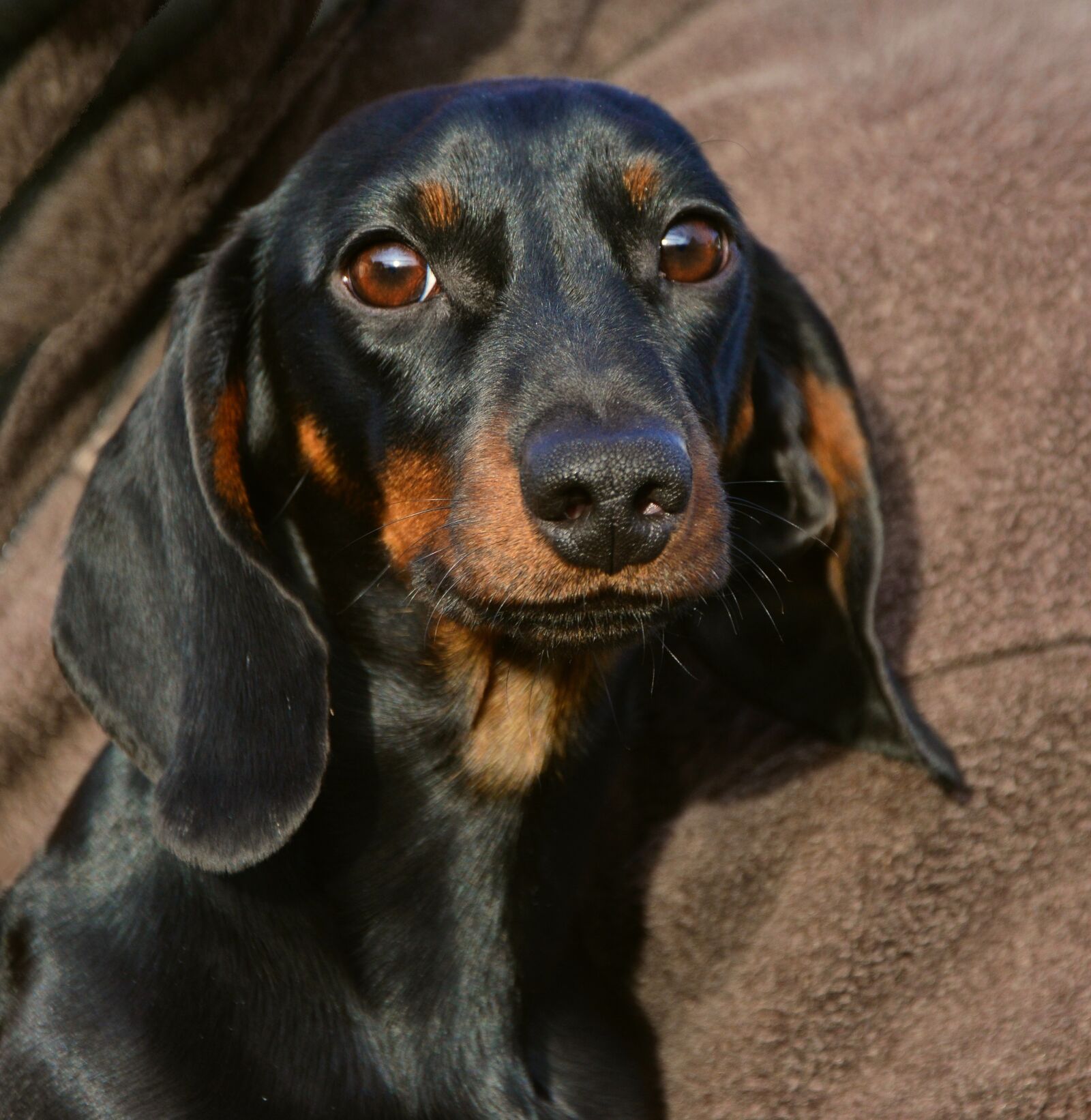Nikon D5200 sample photo. Dachshund, animal portrait, dog photography