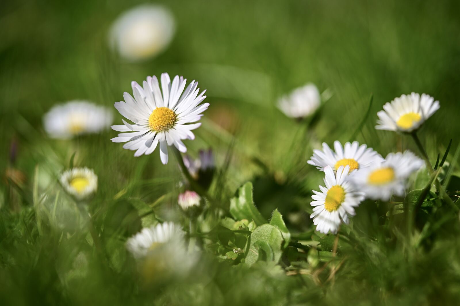 Nikon Z6 sample photo. Daisy, flower meadow, grass photography