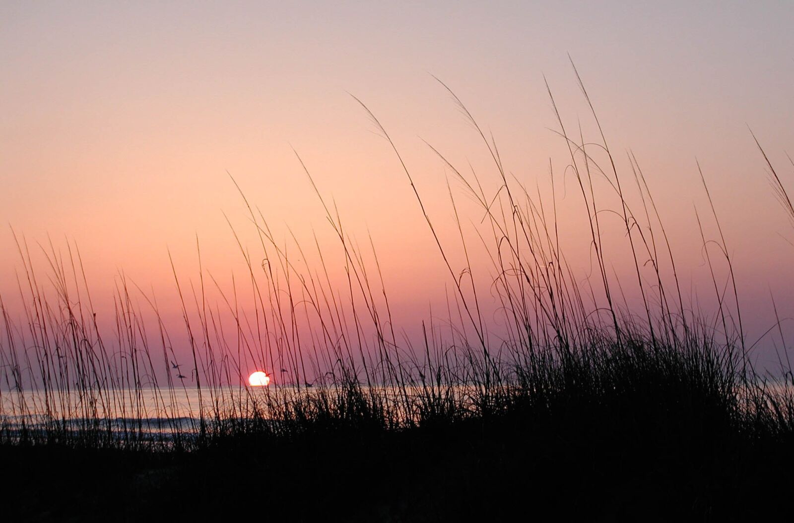 Olympus C3000Z sample photo. Sea grass, sunrise, hilton photography