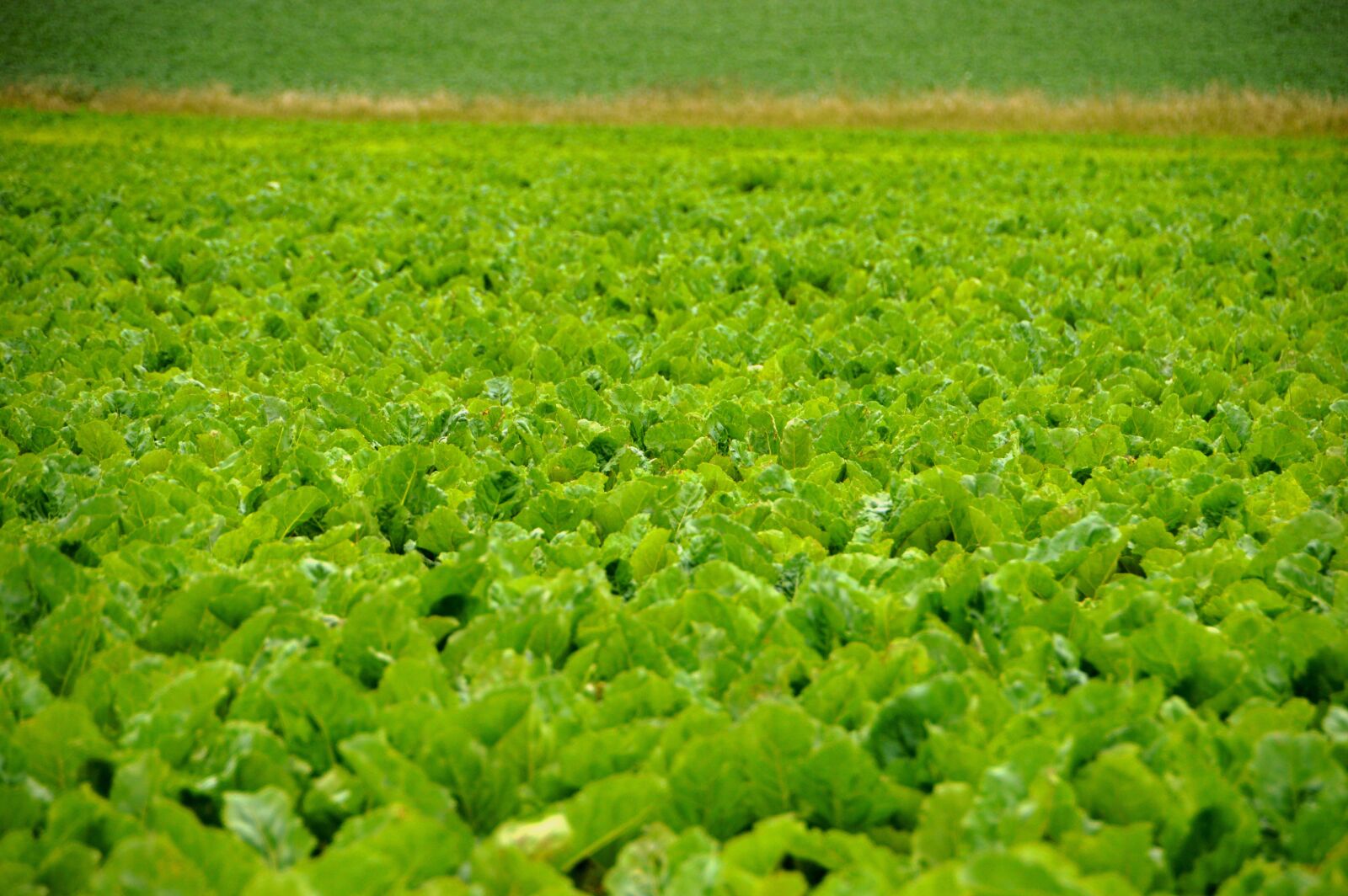 Nikon D3200 sample photo. Beets, field, beet field photography