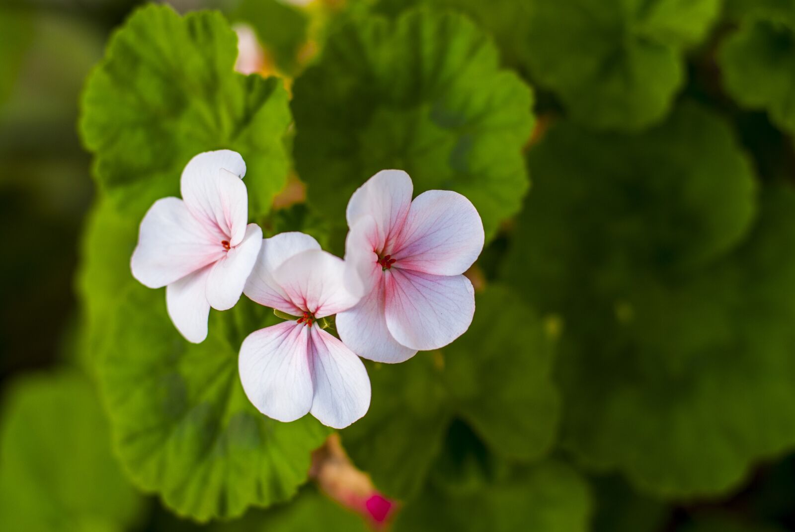 Nikon D60 sample photo. Jeranio, pink, flowers photography