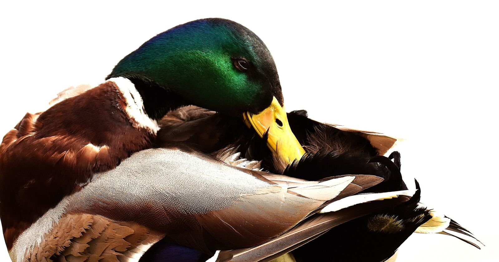 Nikon D7200 sample photo. Mallard, drake, colorful photography