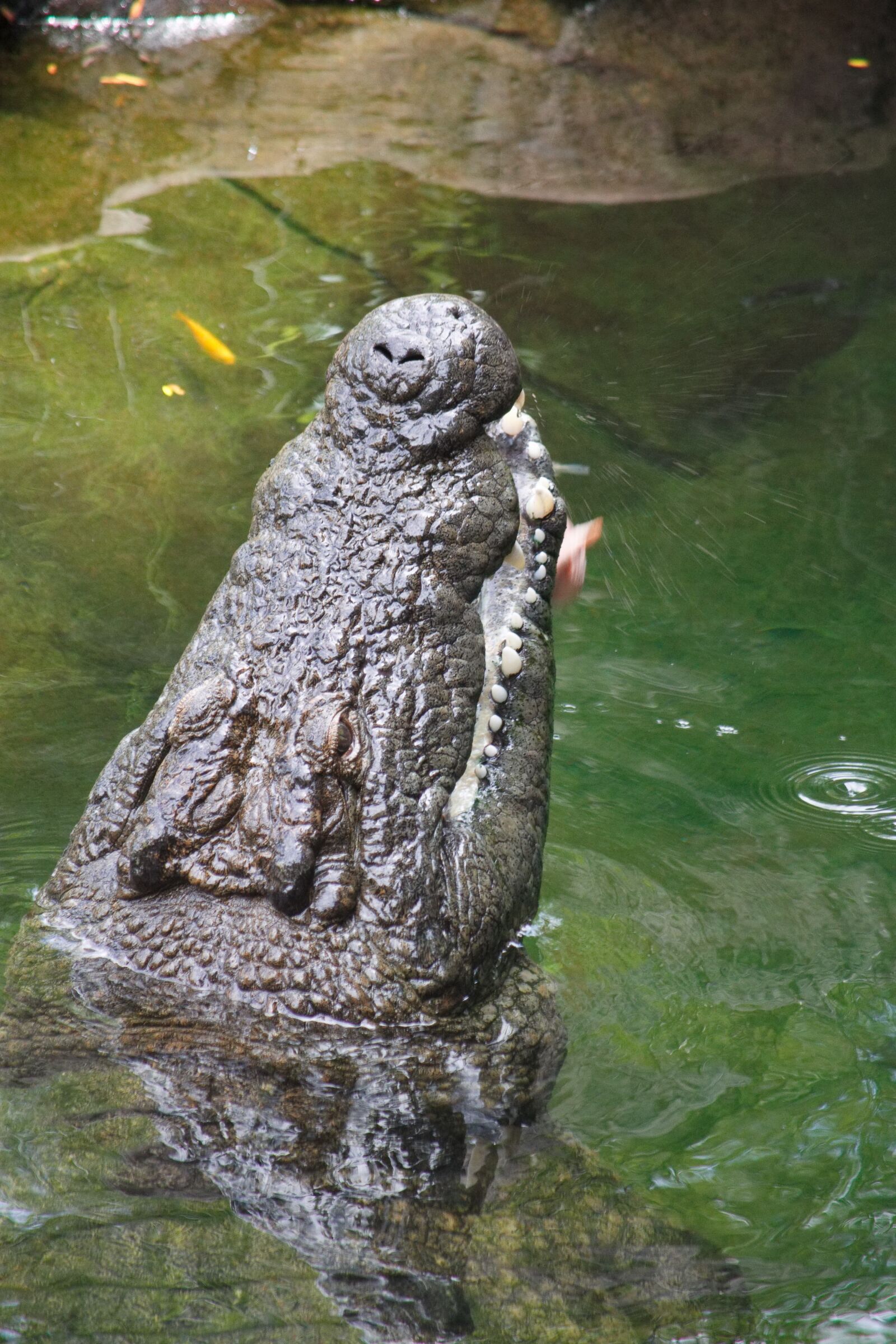 Canon EOS 1100D (EOS Rebel T3 / EOS Kiss X50) sample photo. Crocodile, alligator, reptile photography