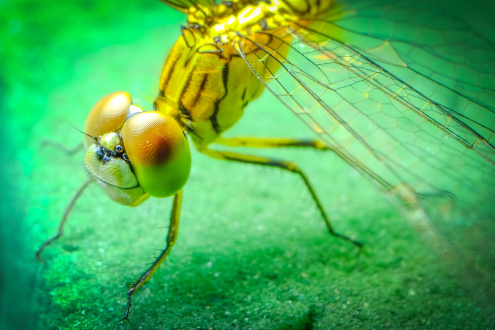 Fujifilm X-E2 sample photo. Dragonfly, insect, black photography