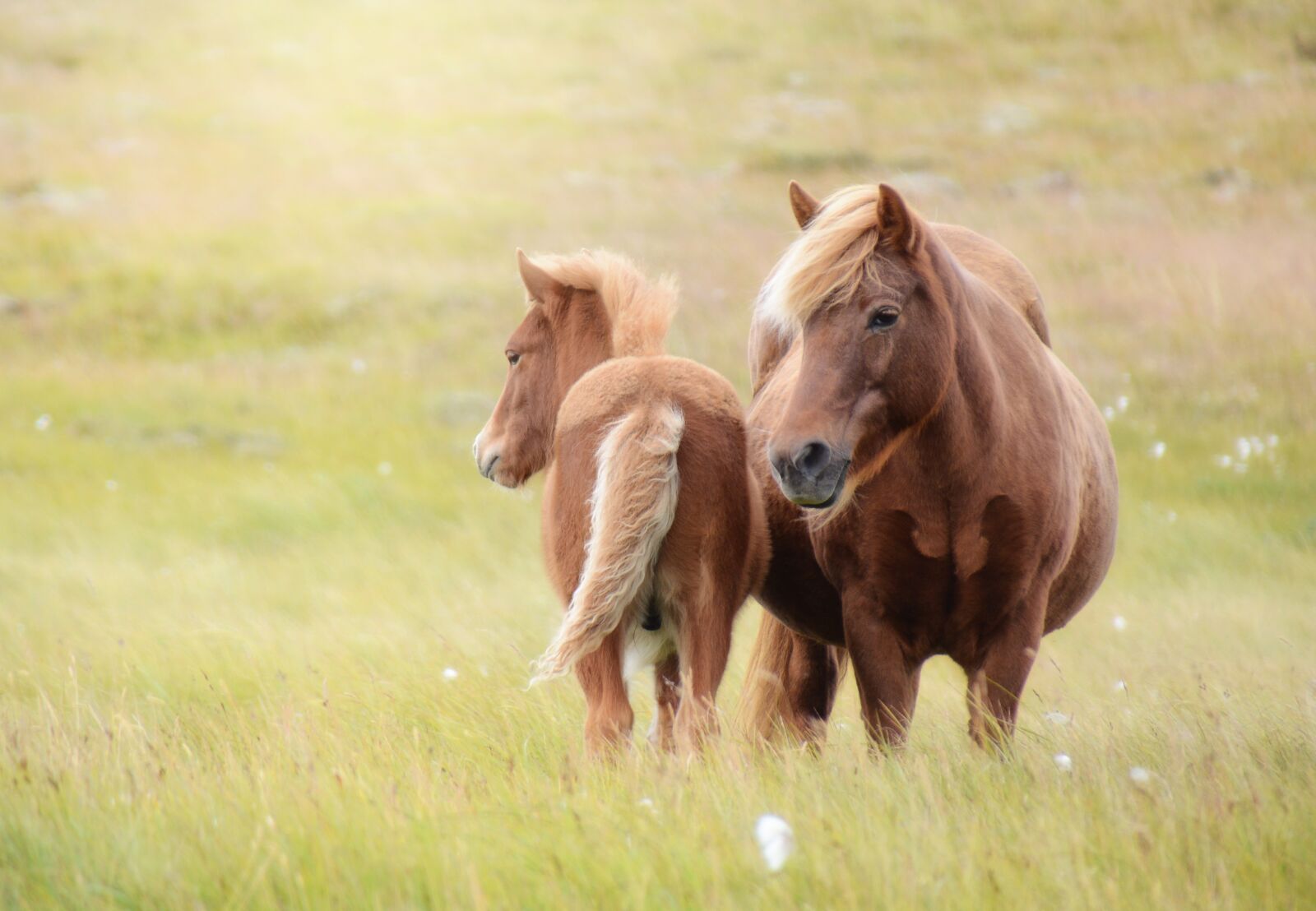 Nikon D7100 sample photo. Iceland horse, horse, foal photography