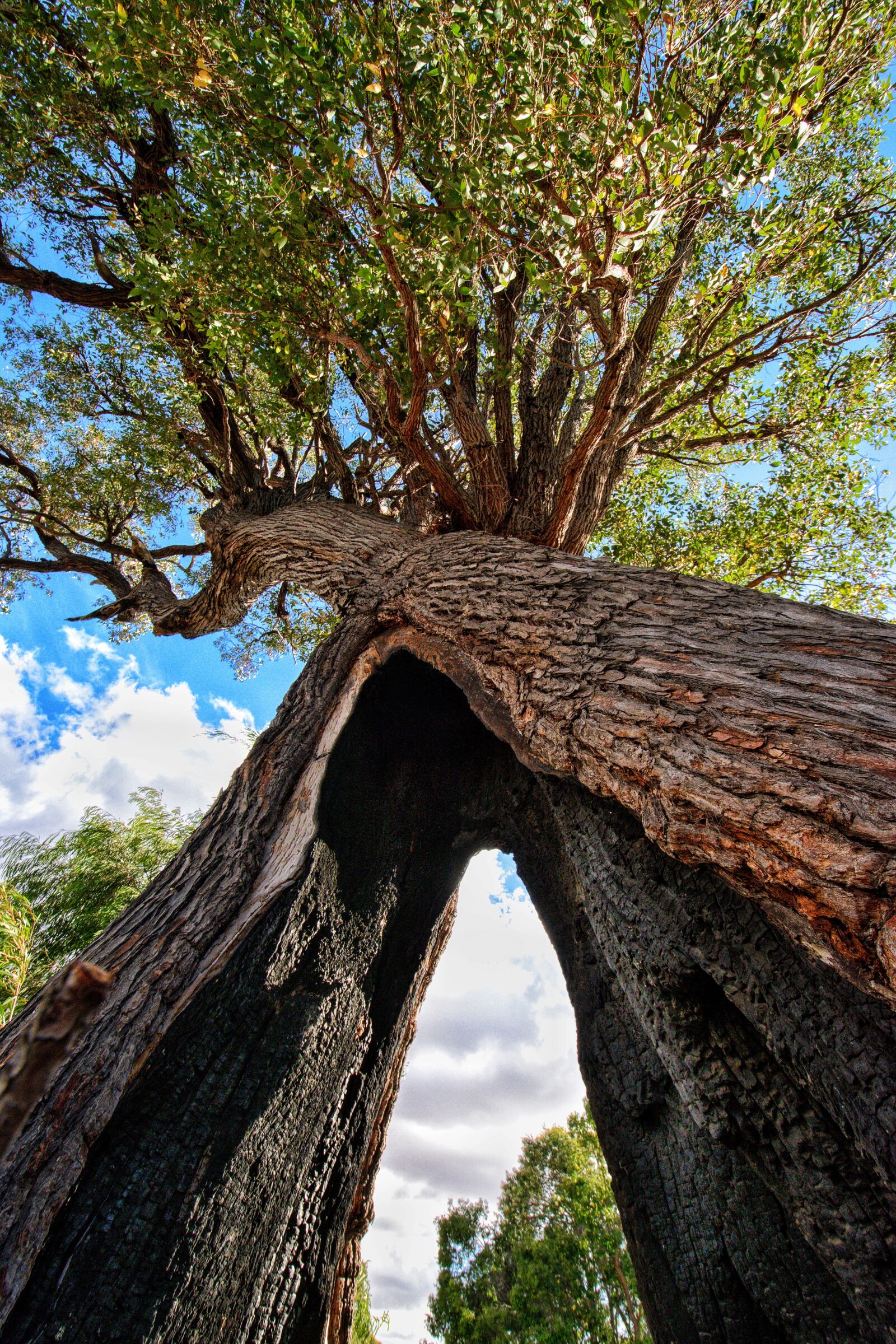 Nikon D3300 sample photo. Tree, jarrah, trunk photography