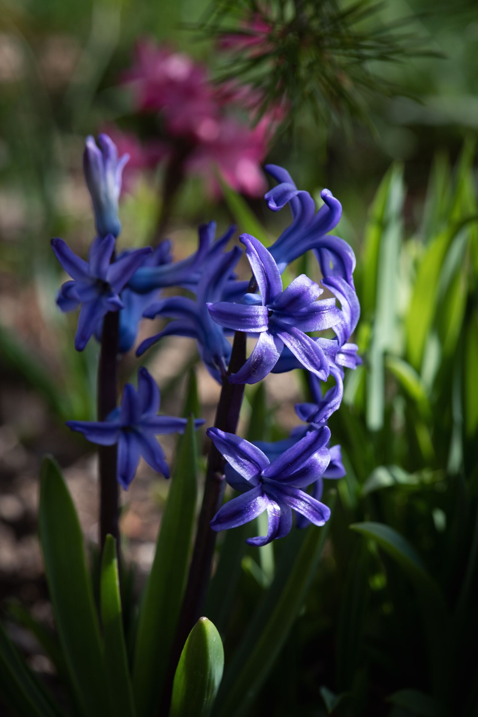 Nikon D750 sample photo. Hyacinth, blue, flower photography
