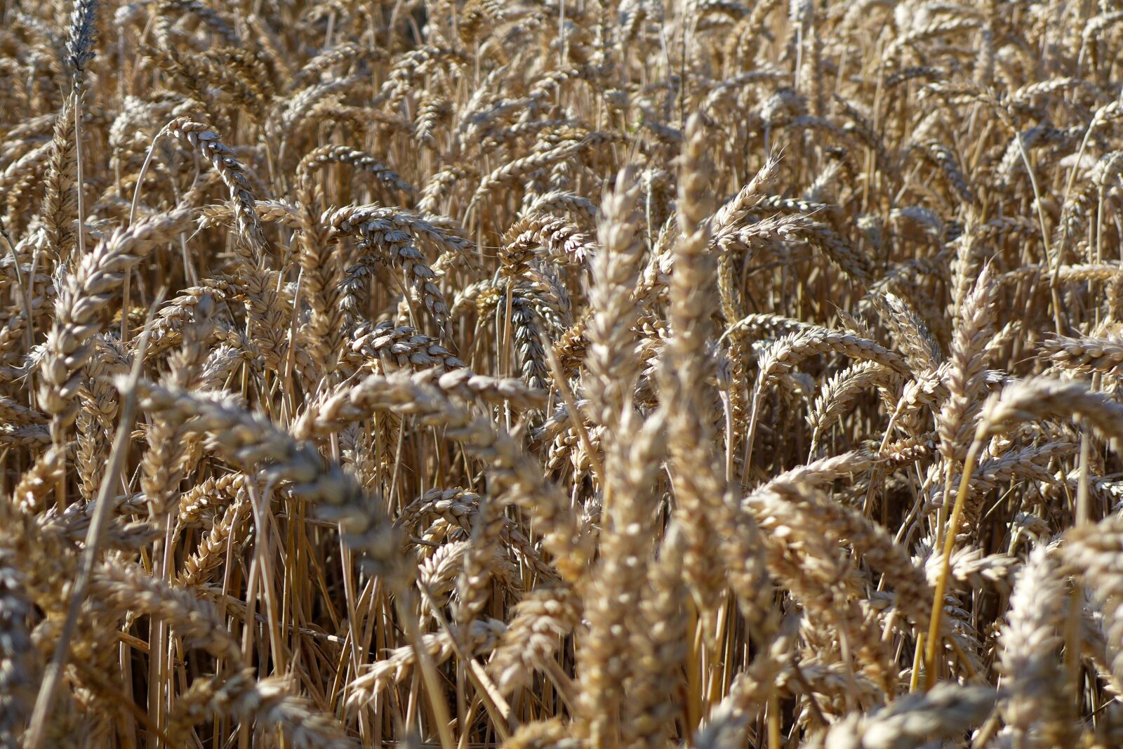 Panasonic Lumix DMC-LX7 sample photo. Cereals, field, harvest photography