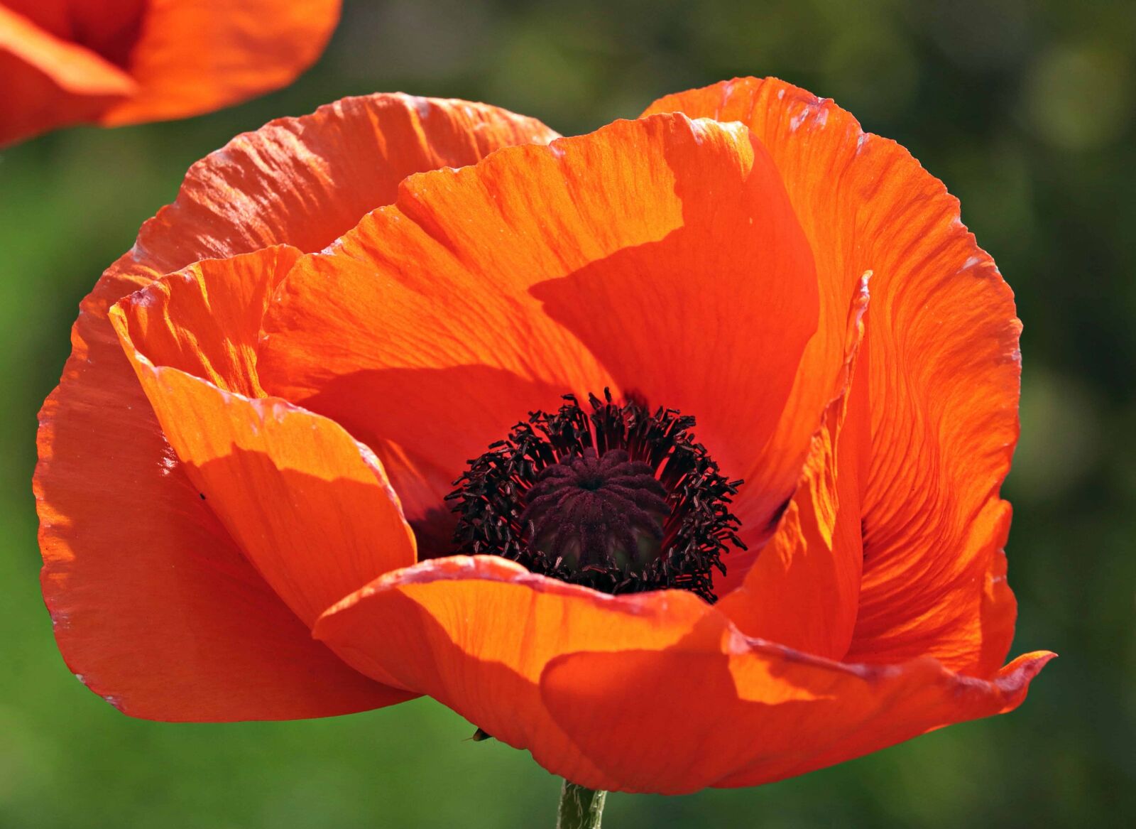 Canon EOS 80D sample photo. Red poppy, flower, garden photography