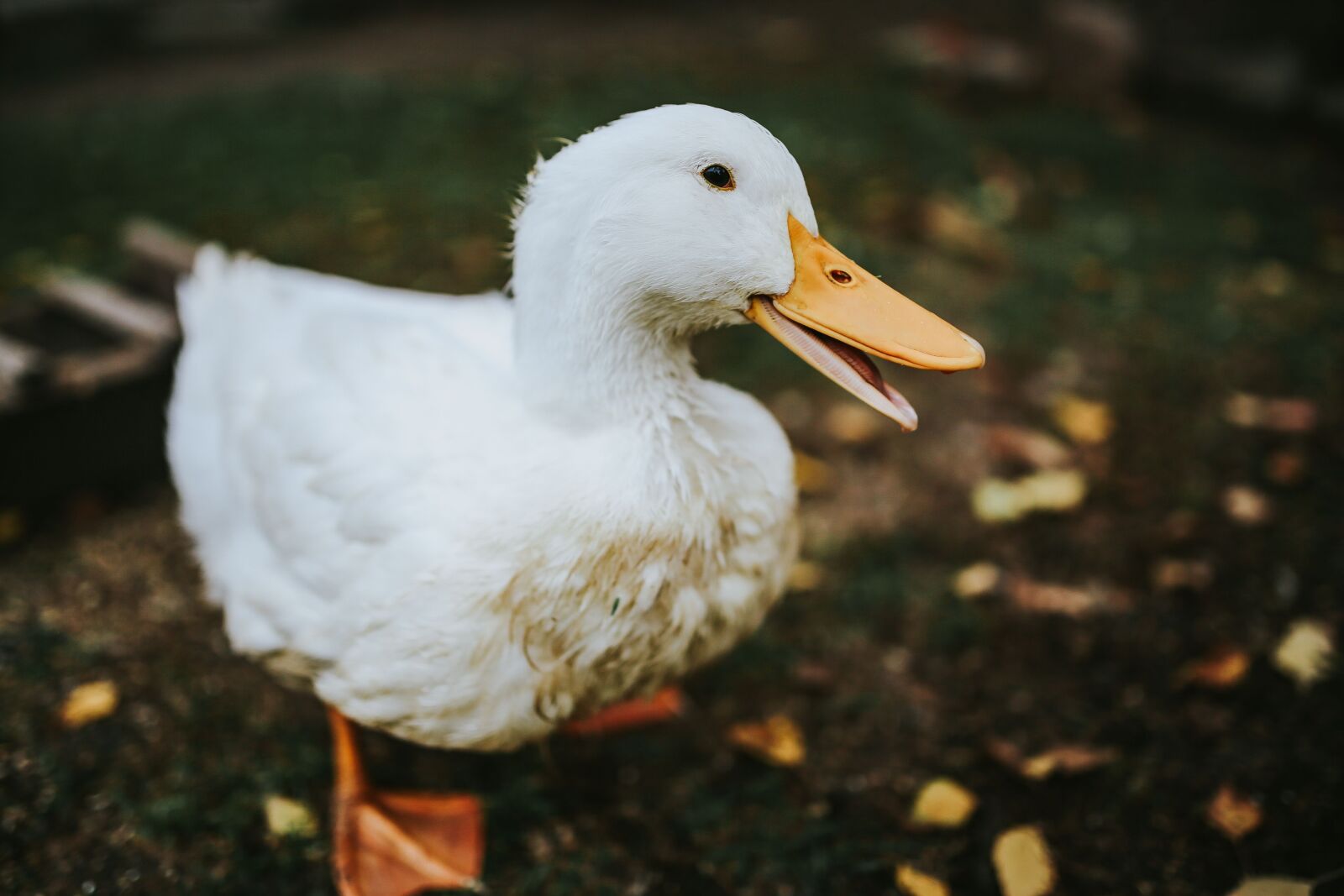 Canon EOS 6D sample photo. Duck, domestic fowl, animals photography