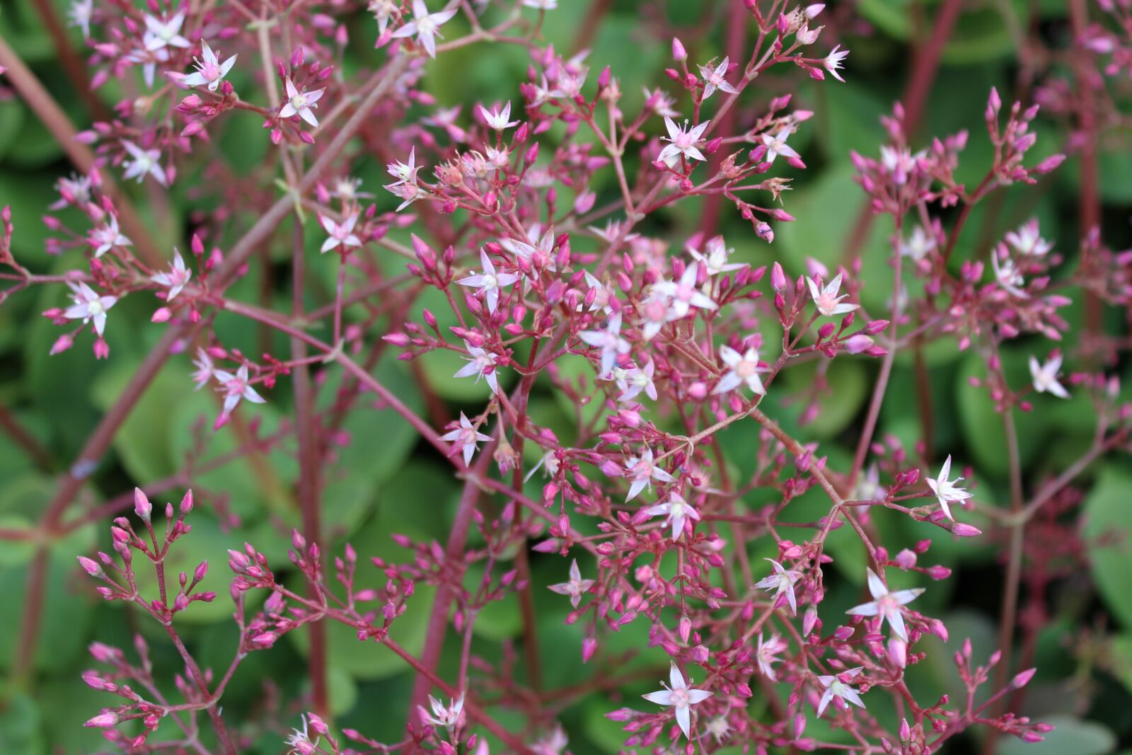 Canon EOS 1200D (EOS Rebel T5 / EOS Kiss X70 / EOS Hi) sample photo. Crassula, flower, succulent photography