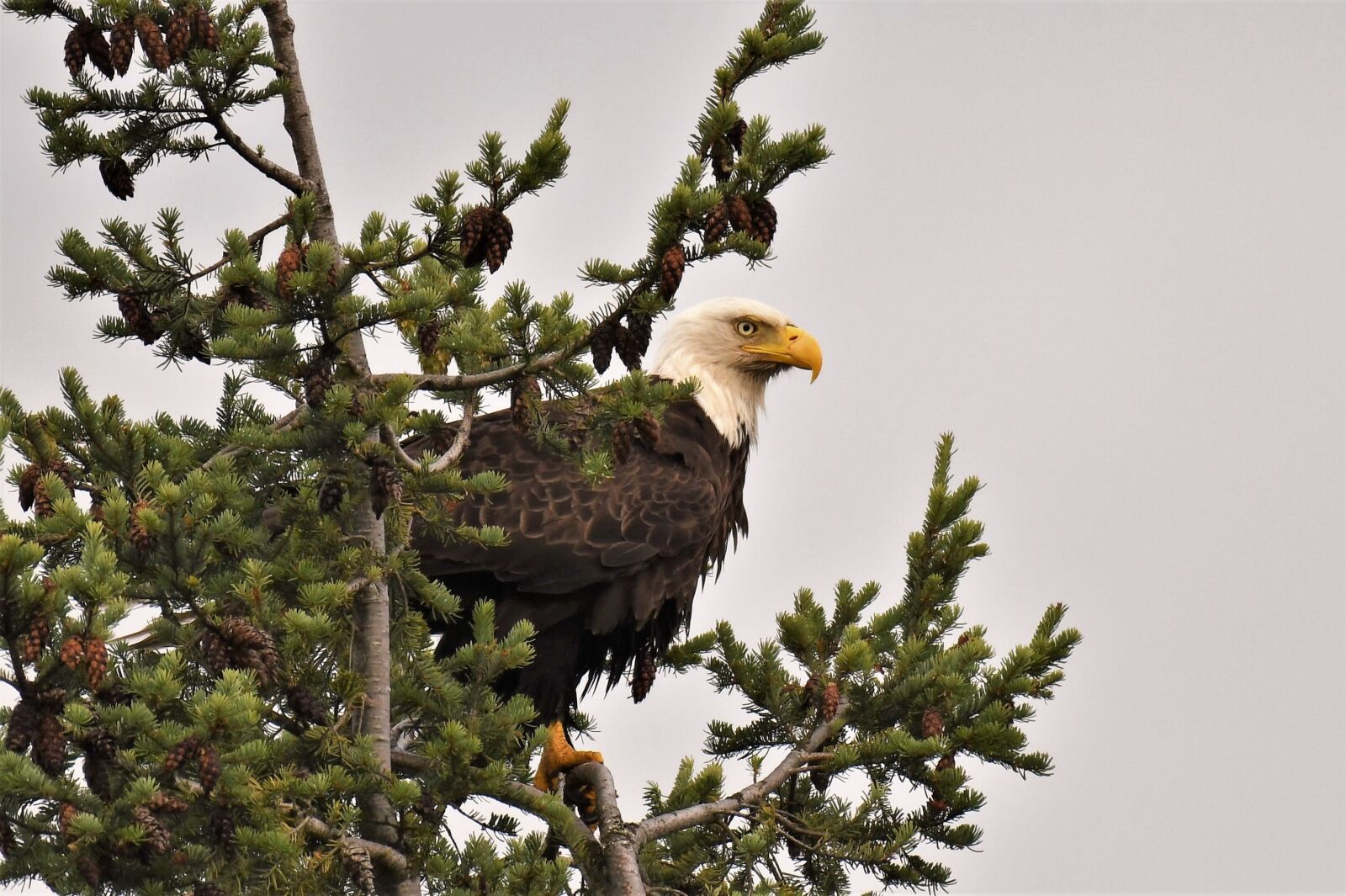 Nikon D500 sample photo. Bald eagle, bird, animal photography