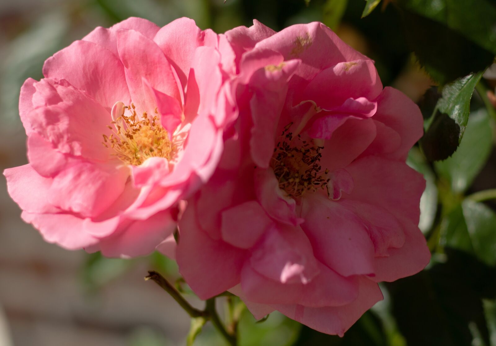 Canon EOS 7D Mark II sample photo. Rosa, rose, petals photography