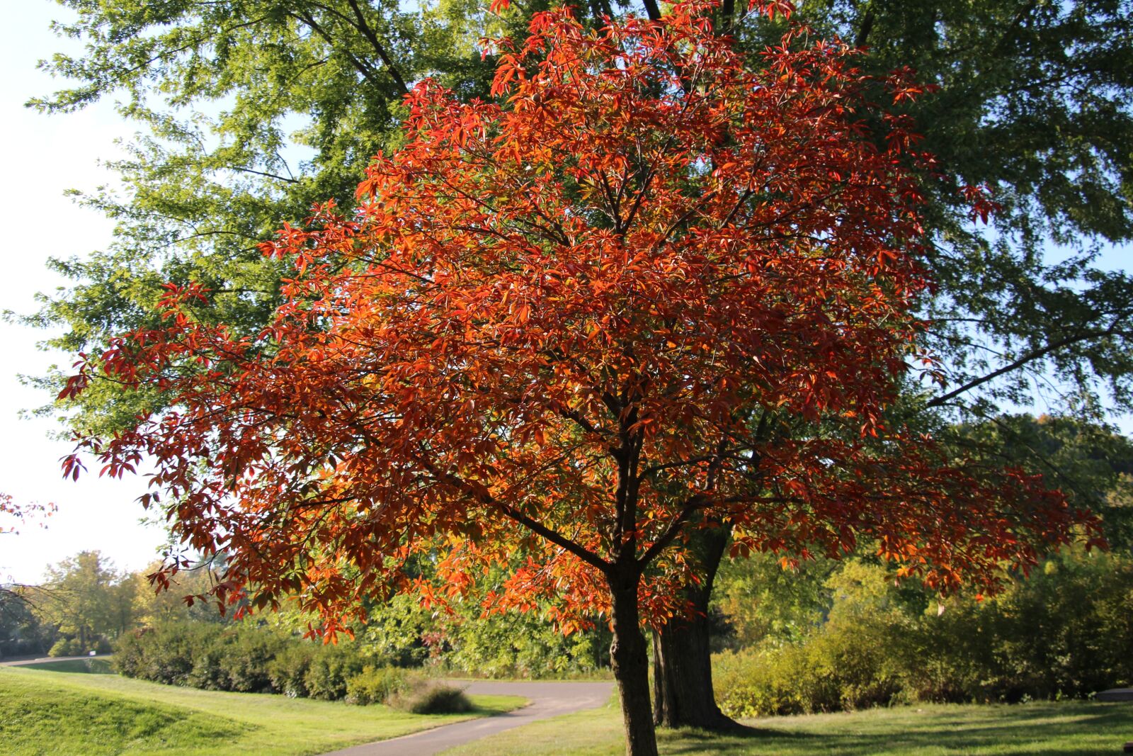 Canon EOS 700D (EOS Rebel T5i / EOS Kiss X7i) sample photo. Tree, autumn leaves, fall photography
