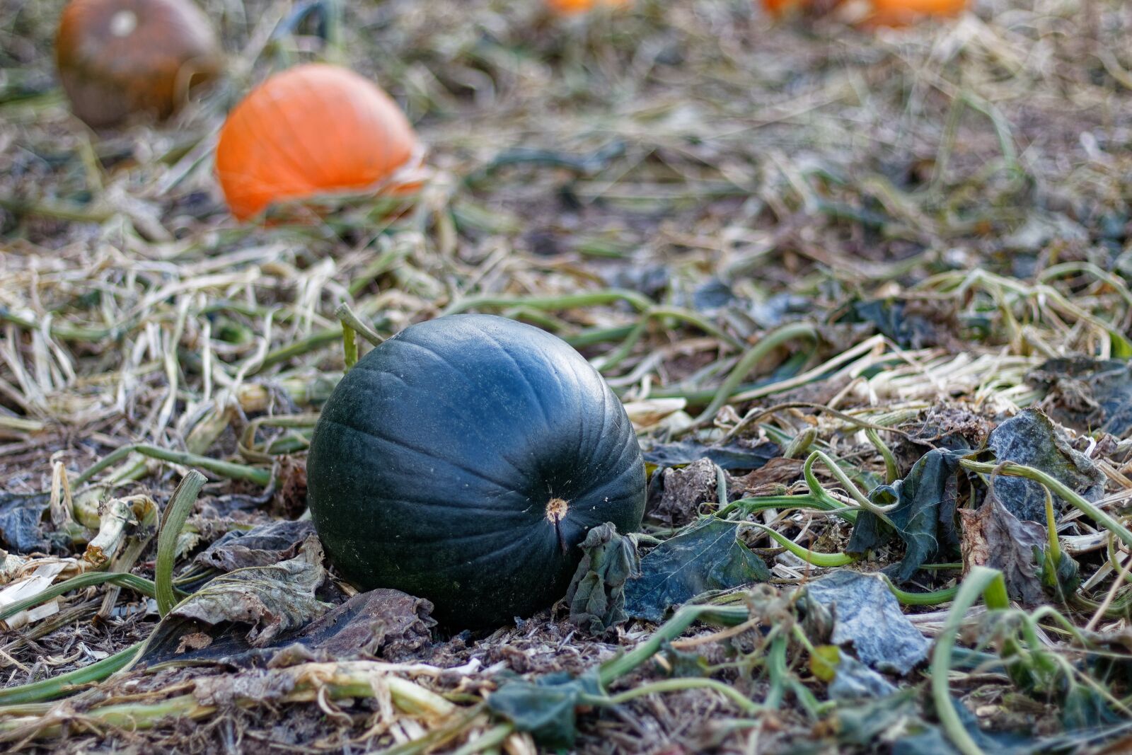 Canon EF 50mm F1.8 STM sample photo. Pumpkin, vines, autumn photography