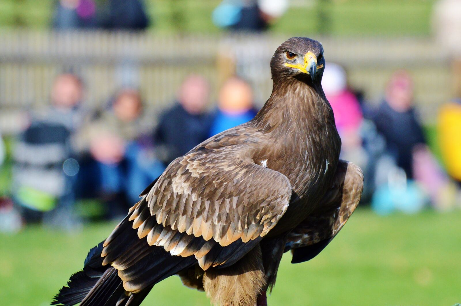 Nikon D3200 sample photo. Adler, bird of prey photography