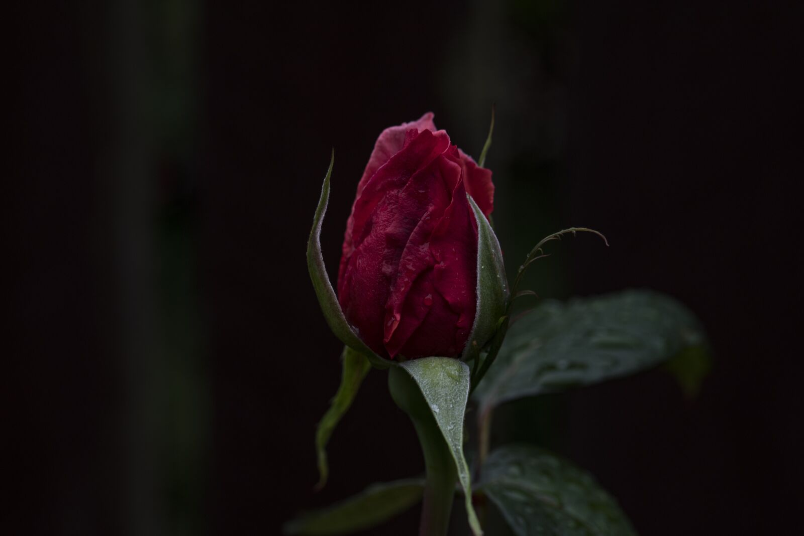 Nikon D750 sample photo. Bloom, blossom, close-up photography