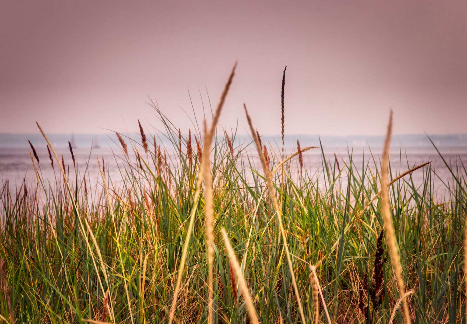 Canon EOS 200D (EOS Rebel SL2 / EOS Kiss X9) sample photo. Beach, grass, sea photography