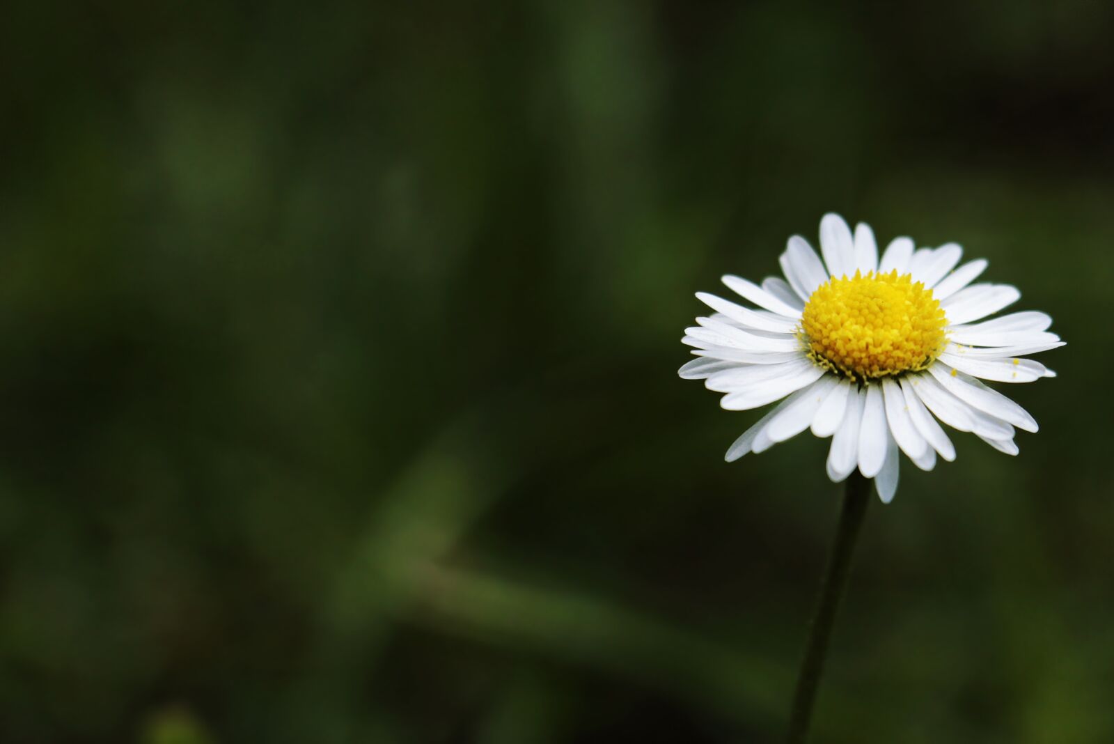 Canon EOS 100D (EOS Rebel SL1 / EOS Kiss X7) sample photo. Daisy, tausendschön, monatsroeserl photography