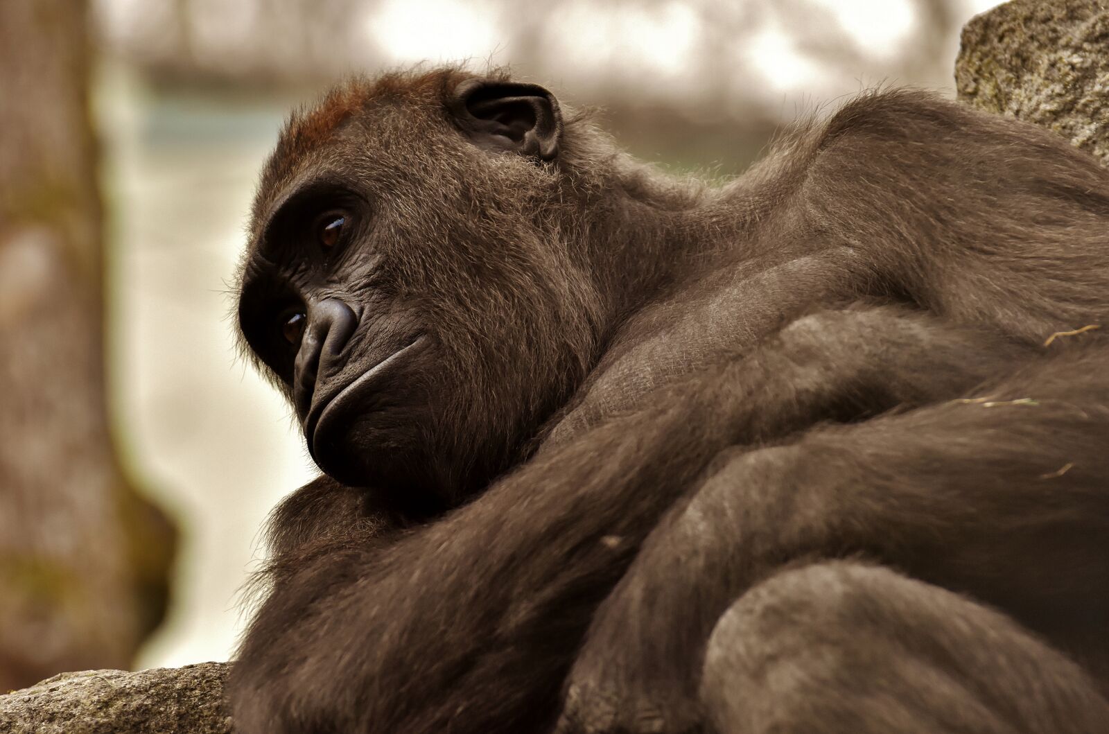 Nikon D7200 sample photo. Gorilla, monkey, animal photography