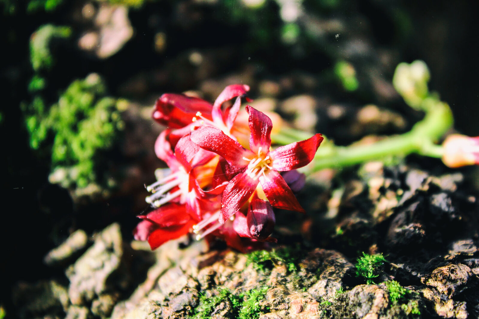 Canon EOS 1300D (EOS Rebel T6 / EOS Kiss X80) sample photo. Beautiful, flowers, desktop, wallpaper photography