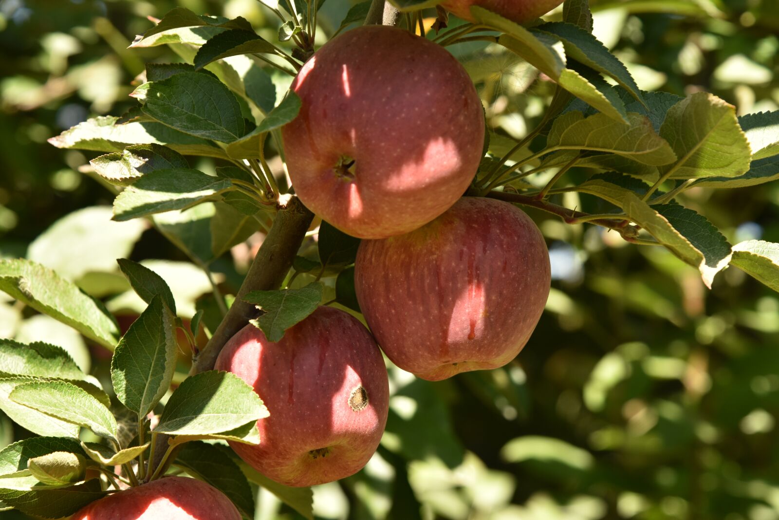 Nikon D810 sample photo. Agriculture, red, apple photography