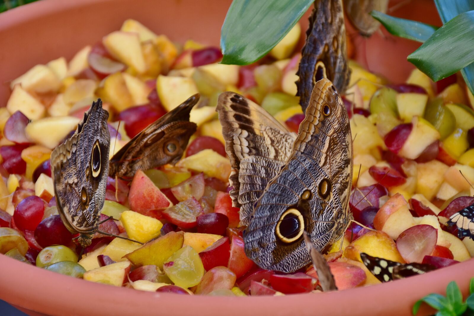 Nikon D7200 sample photo. Butterfly, owl butterfly, edelfalter photography