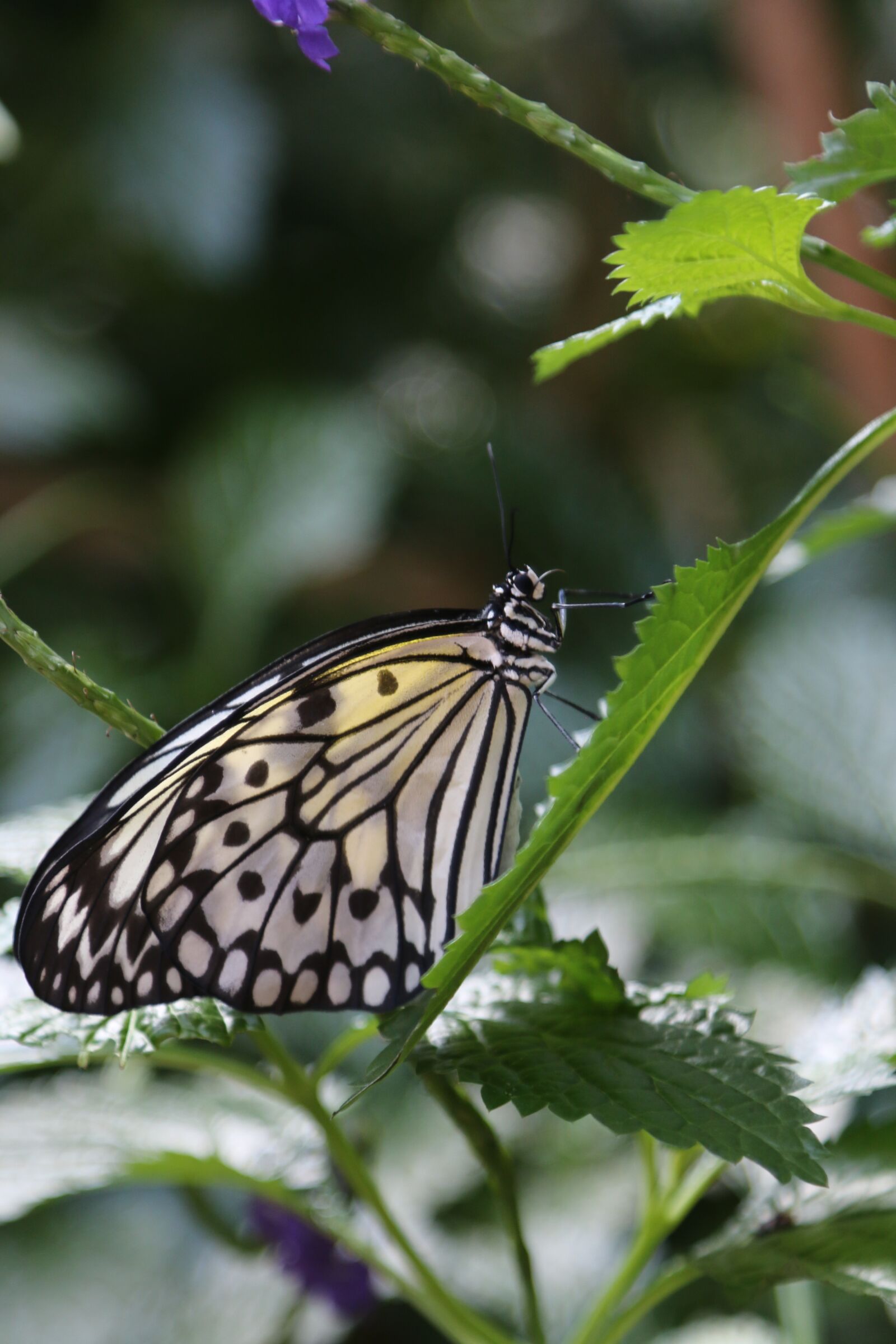 Canon EOS 70D + Canon EF 24-105mm F4L IS USM sample photo. Butterfly, insect, macro photography