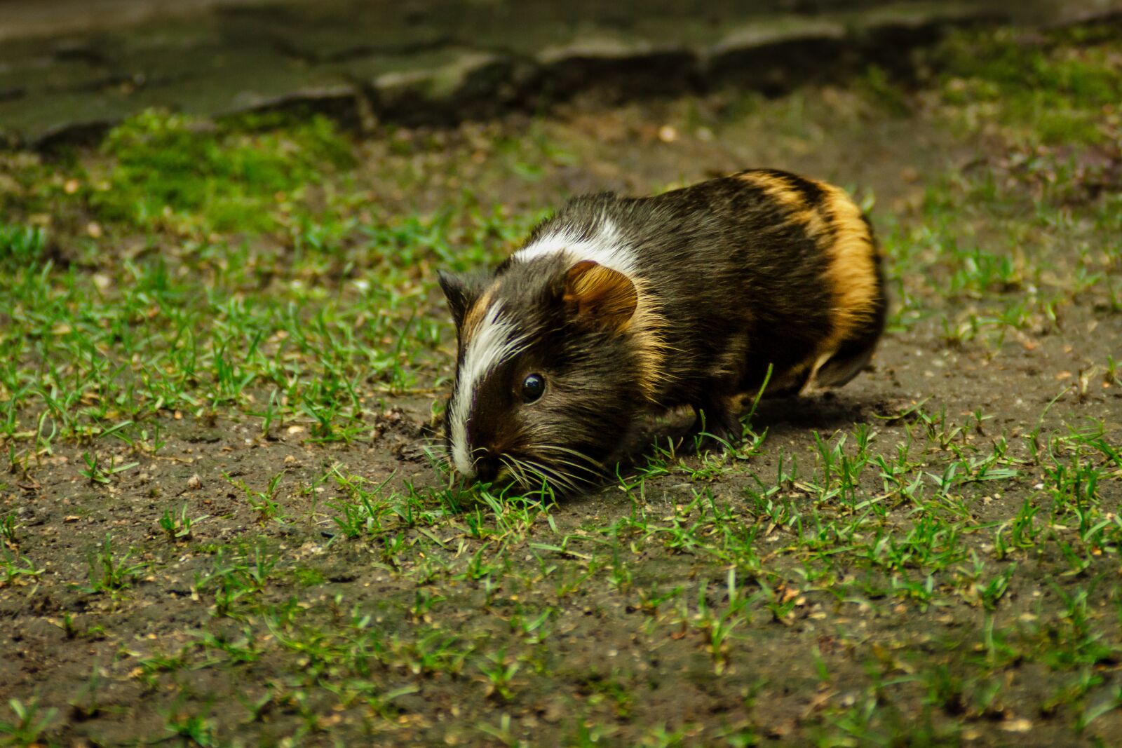 Canon EOS 7D sample photo. Guinea pig, guinea pig photography