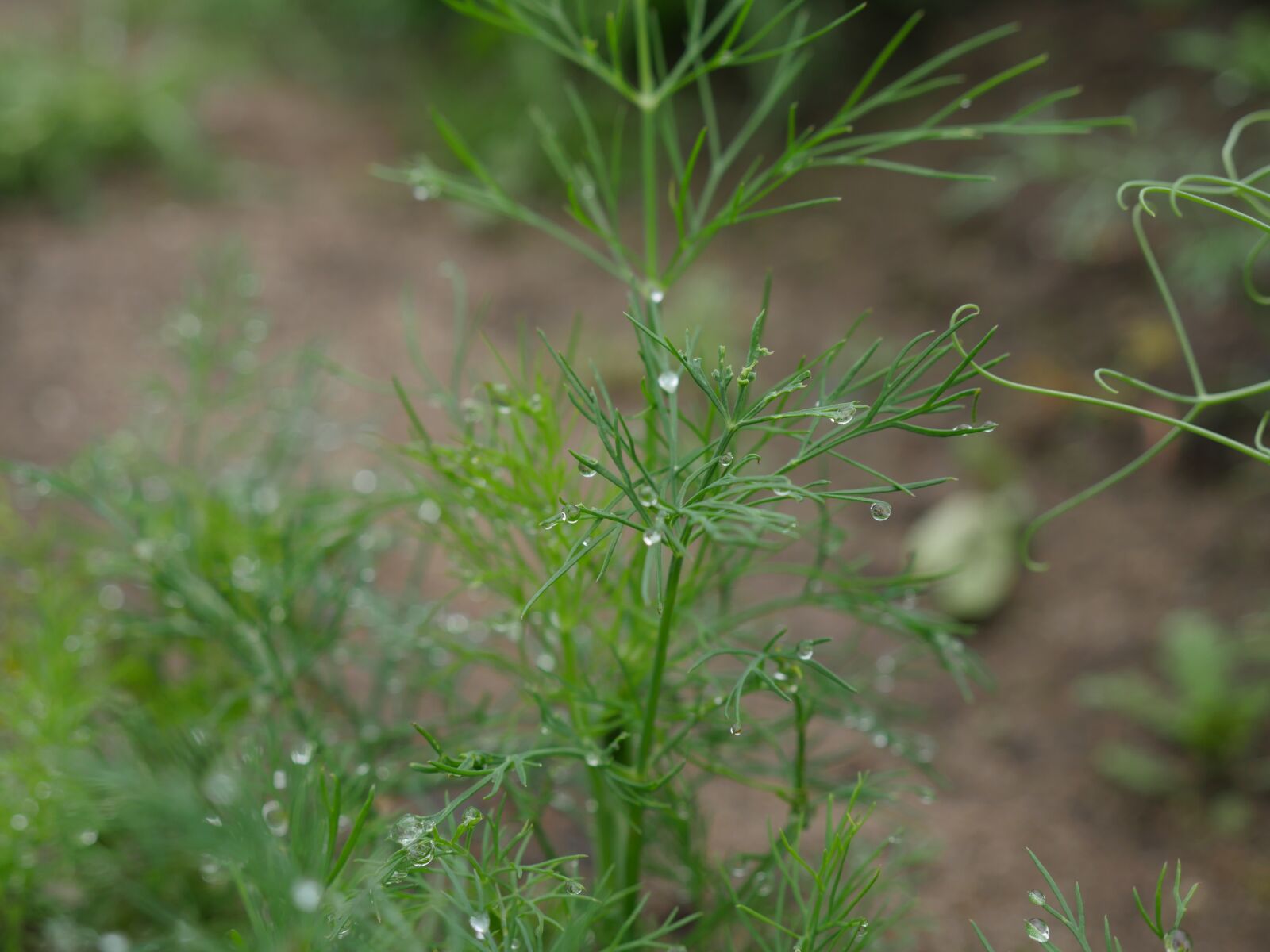 Panasonic Lumix DMC-GX8 sample photo. Dill, after the rain photography