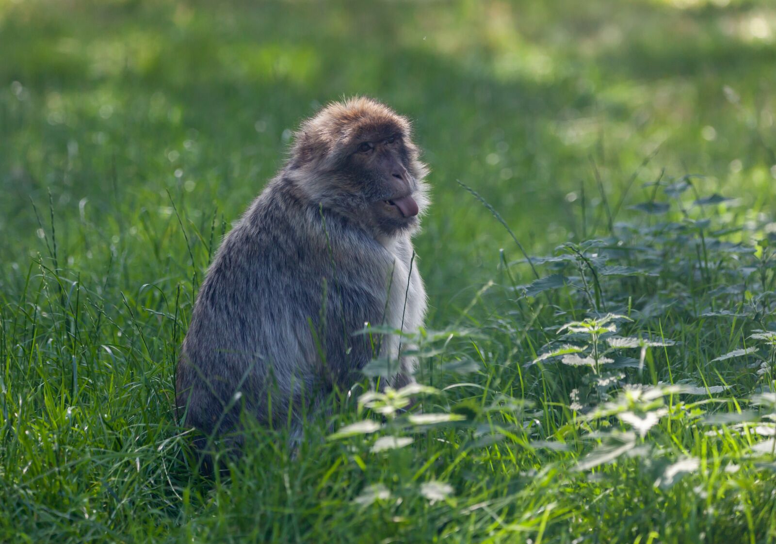 150-600mm F5-6.3 DG OS HSM | Contemporary 015 sample photo. Barbary macaque, juvenile barbary photography
