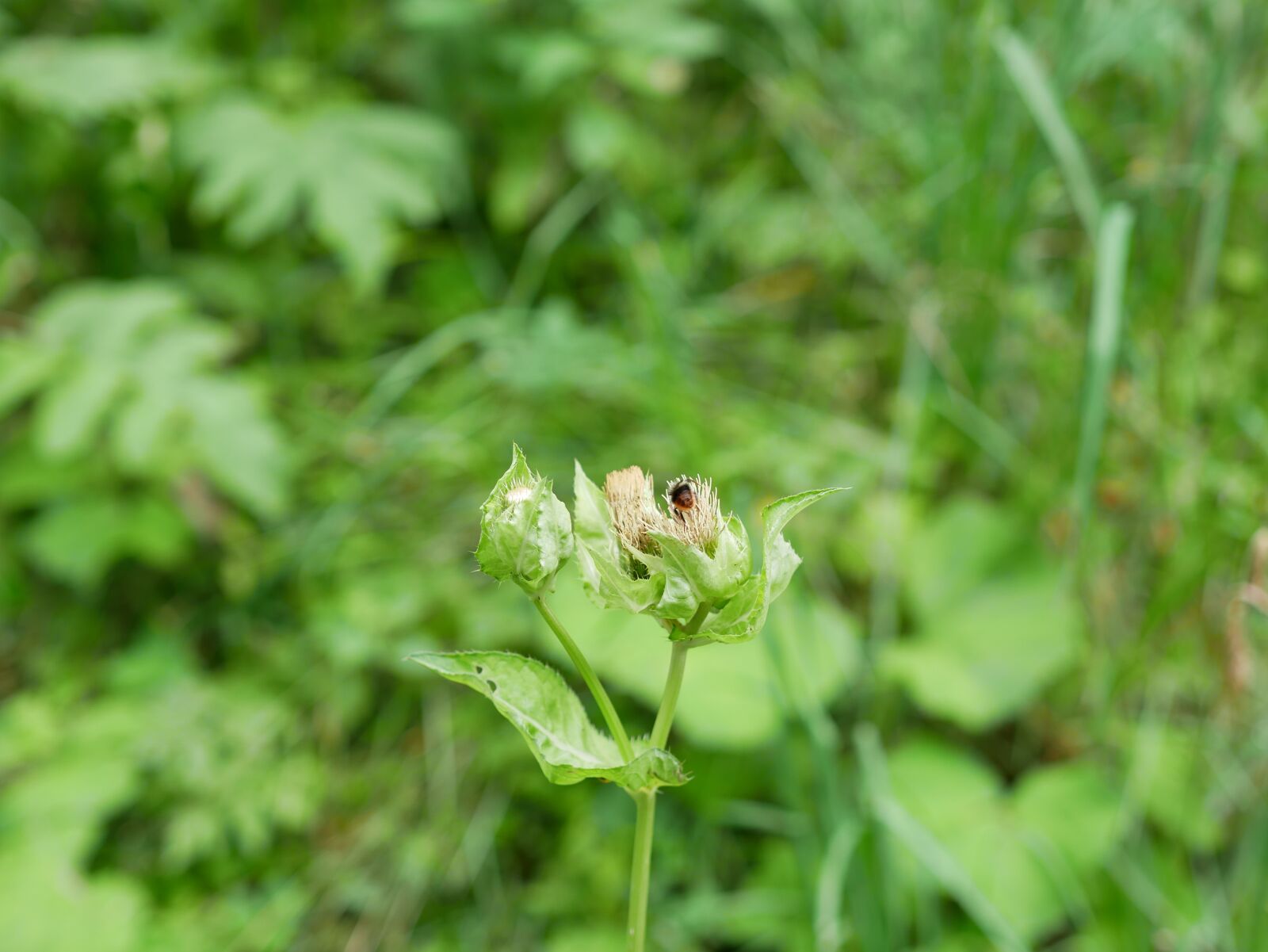 Panasonic Lumix DMC-GX85 (Lumix DMC-GX80 / Lumix DMC-GX7 Mark II) sample photo. Green, dry, flower photography