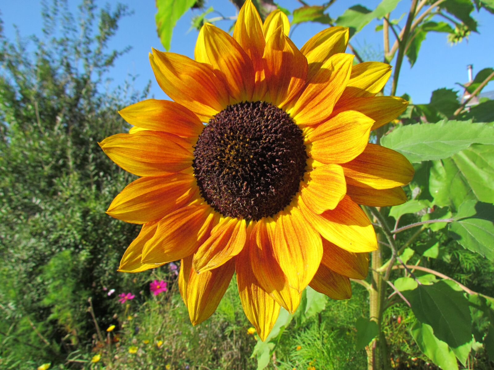 Canon PowerShot SX30 IS sample photo. Sunflower, flower, yellow photography
