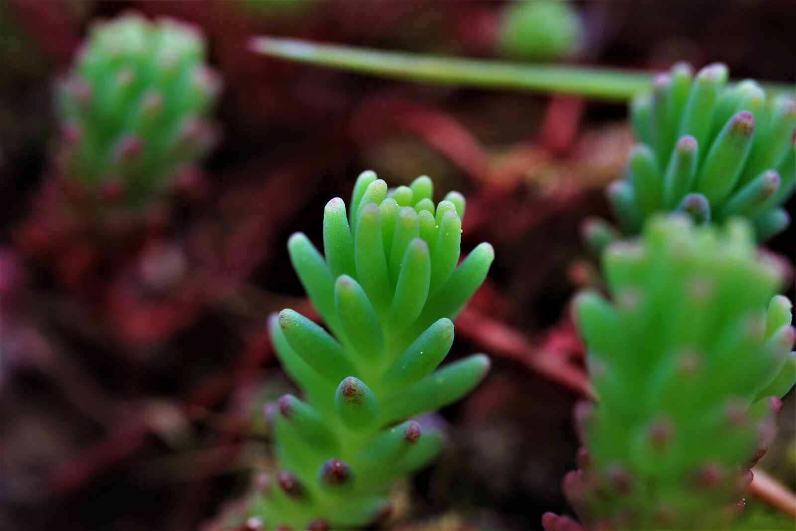 Canon EF-S 35mm F2.8 Macro IS STM sample photo. Fat hen, stonecrop, sedum photography