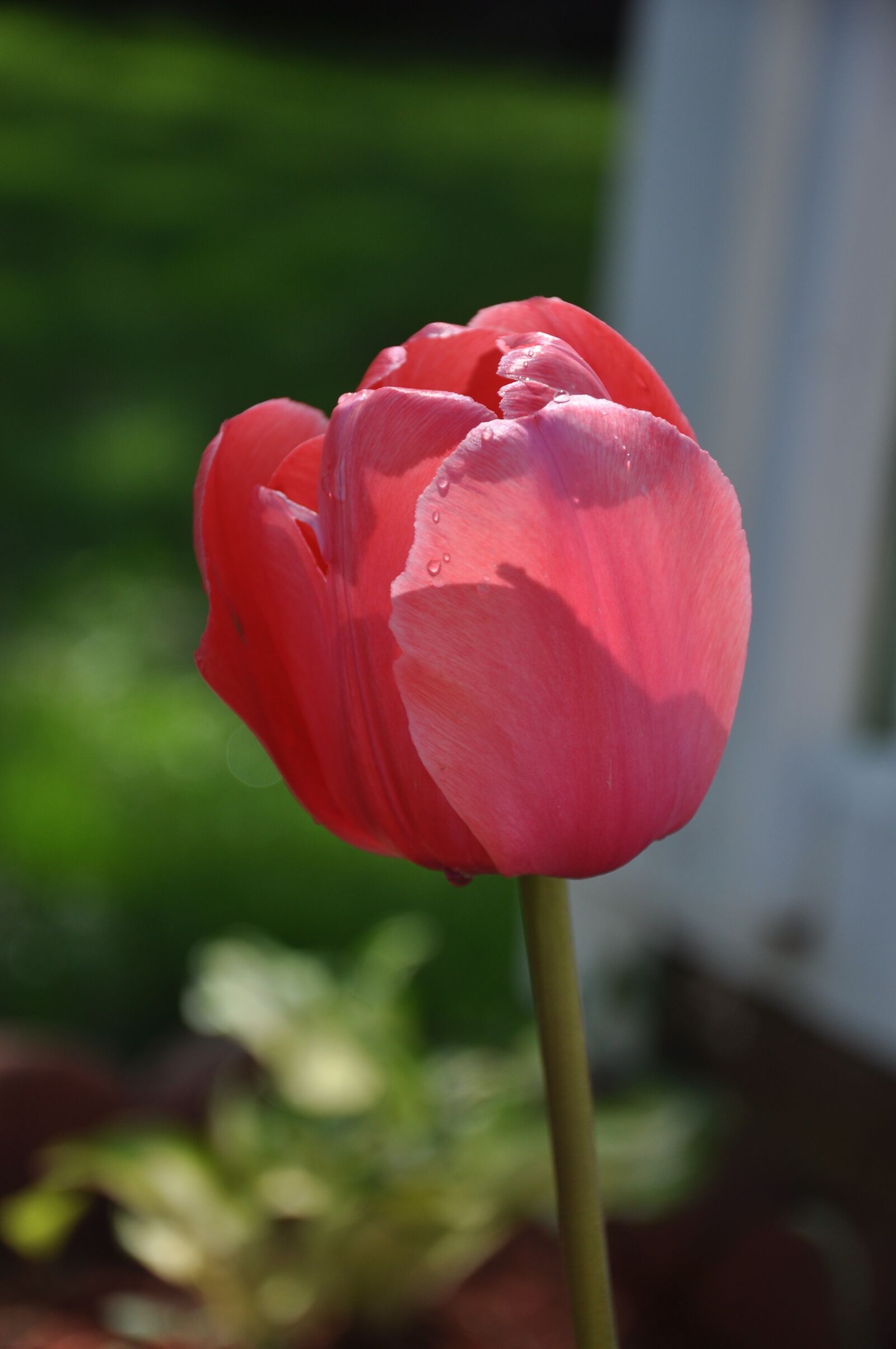 Nikon D90 sample photo. Tulip, garden, flower photography