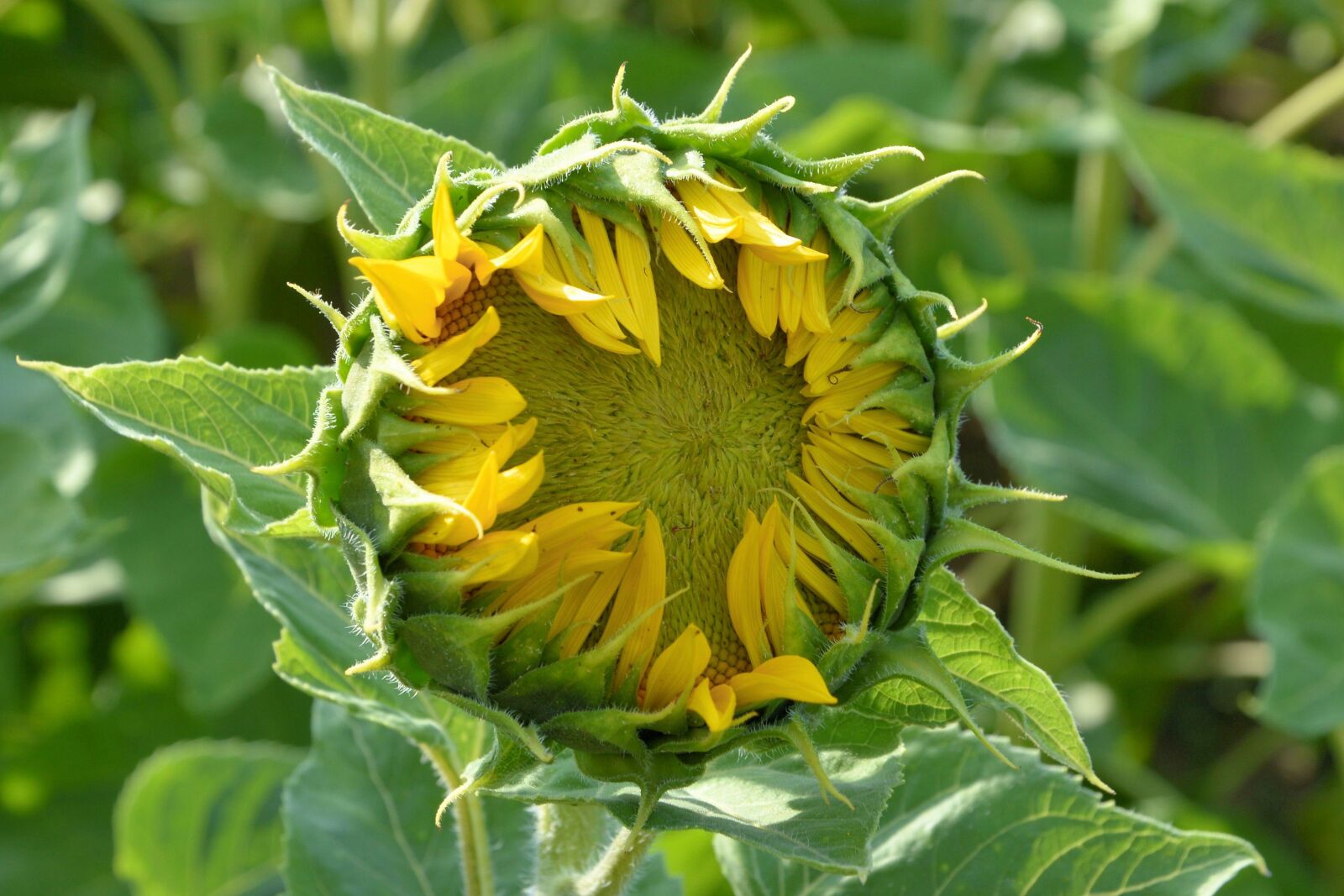 Nikon D3200 sample photo. Sunflower, bud, going up photography