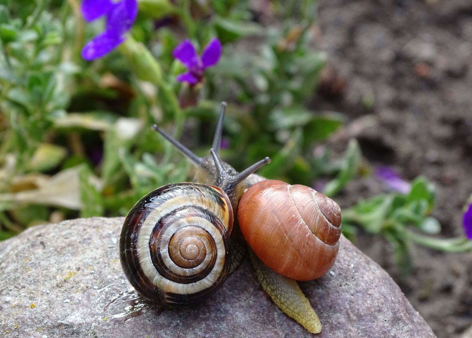 Sony Cyber-shot DSC-HX400V sample photo. Snail, garden snail, tape photography