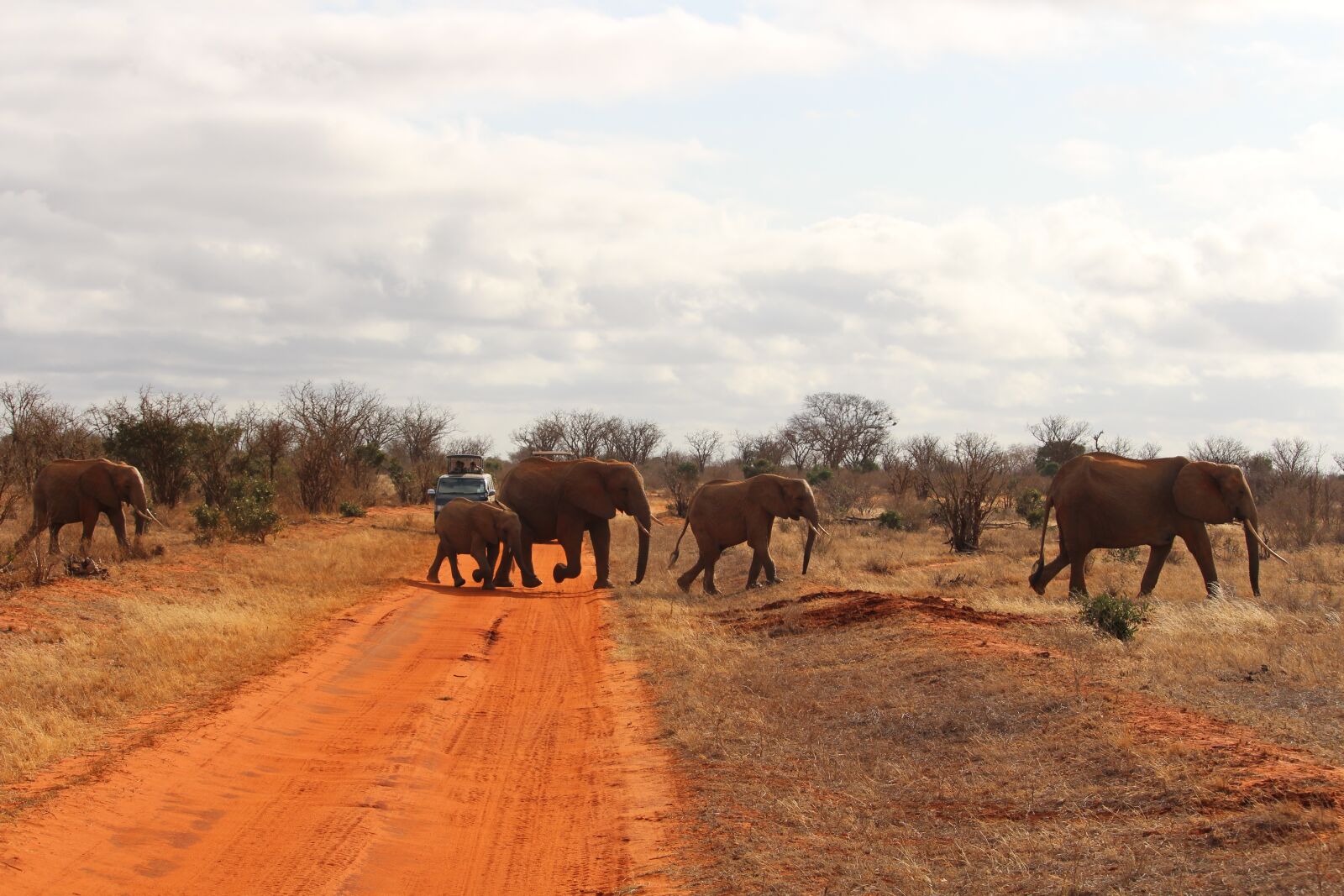 Canon EF-S 55-250mm F4-5.6 IS STM sample photo. Elephant, africa, safari photography
