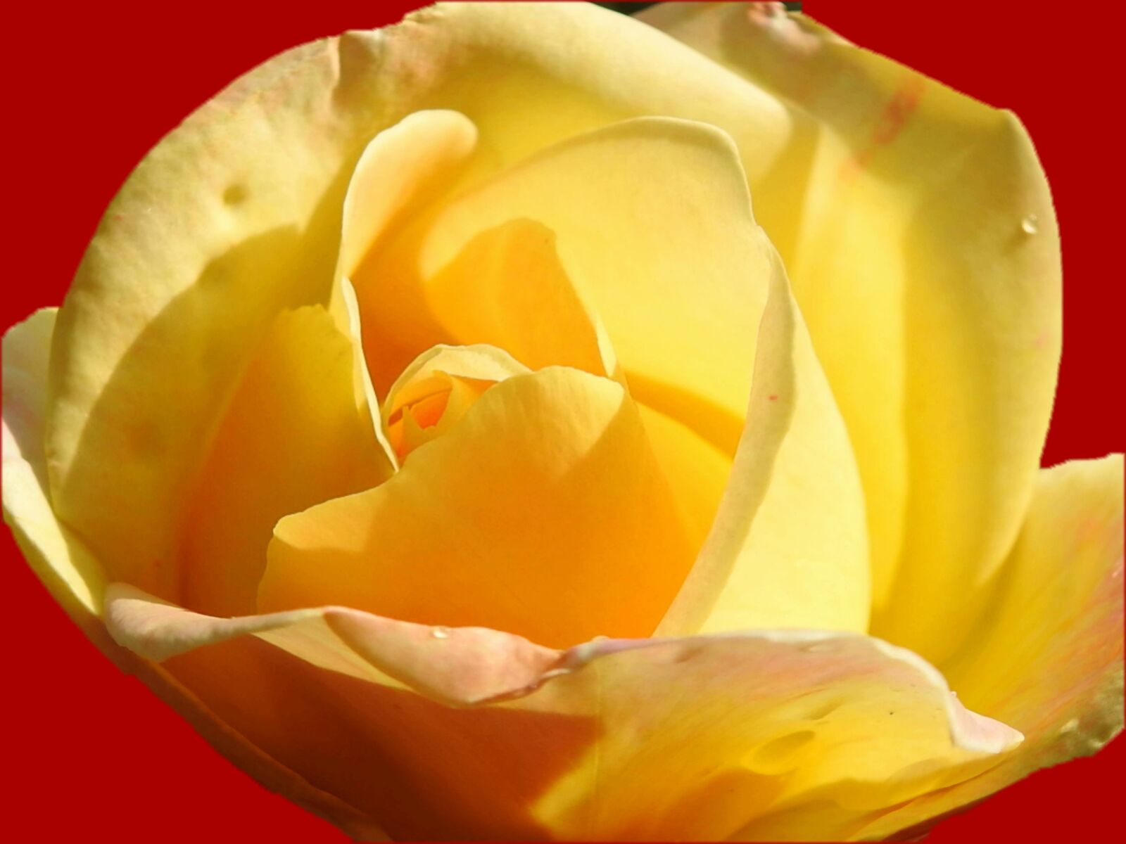 Nikon Coolpix P900 sample photo. Yellow rose, flower, petal photography