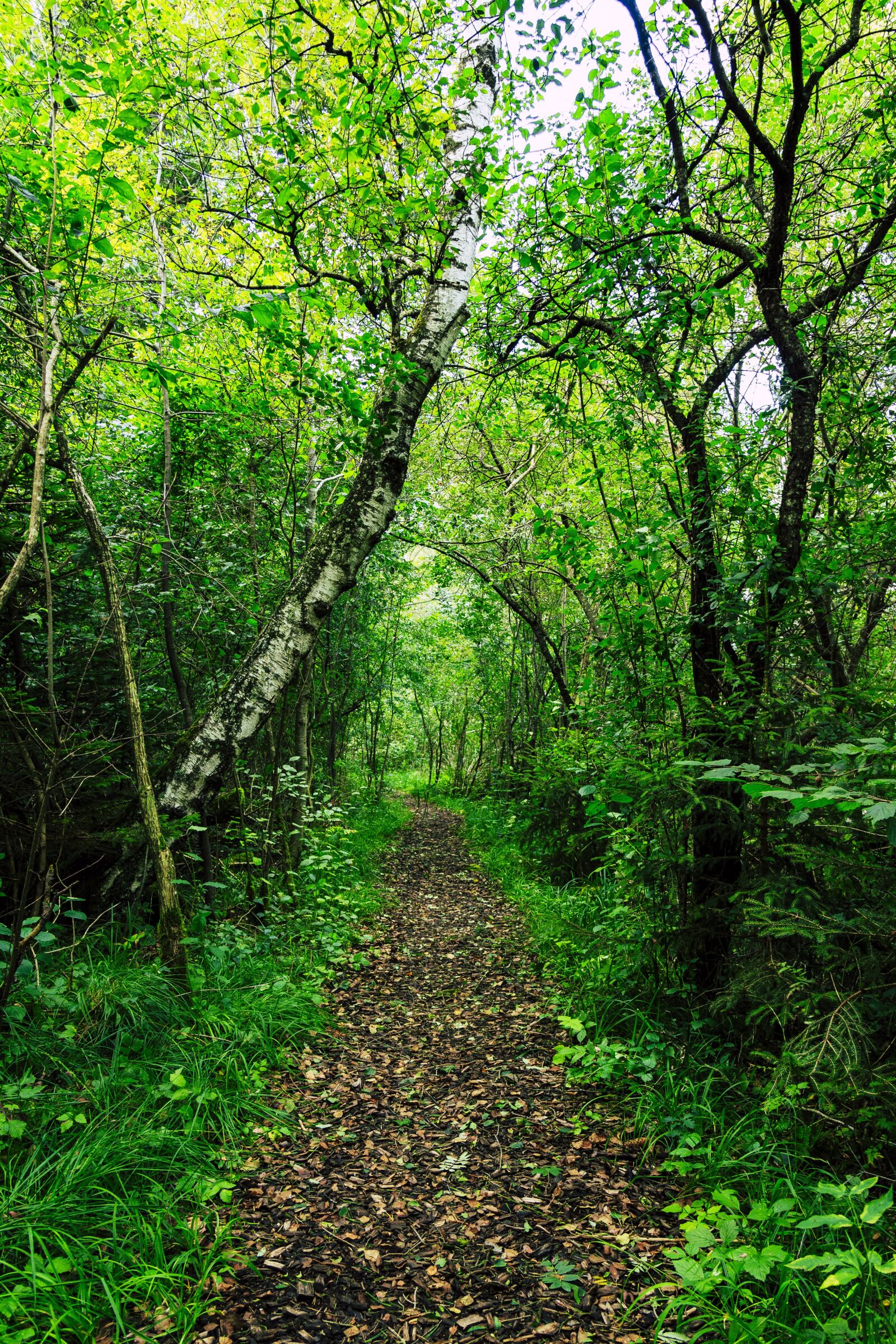 Canon EOS 650D (EOS Rebel T4i / EOS Kiss X6i) sample photo. Forest path, lonely, quiet photography