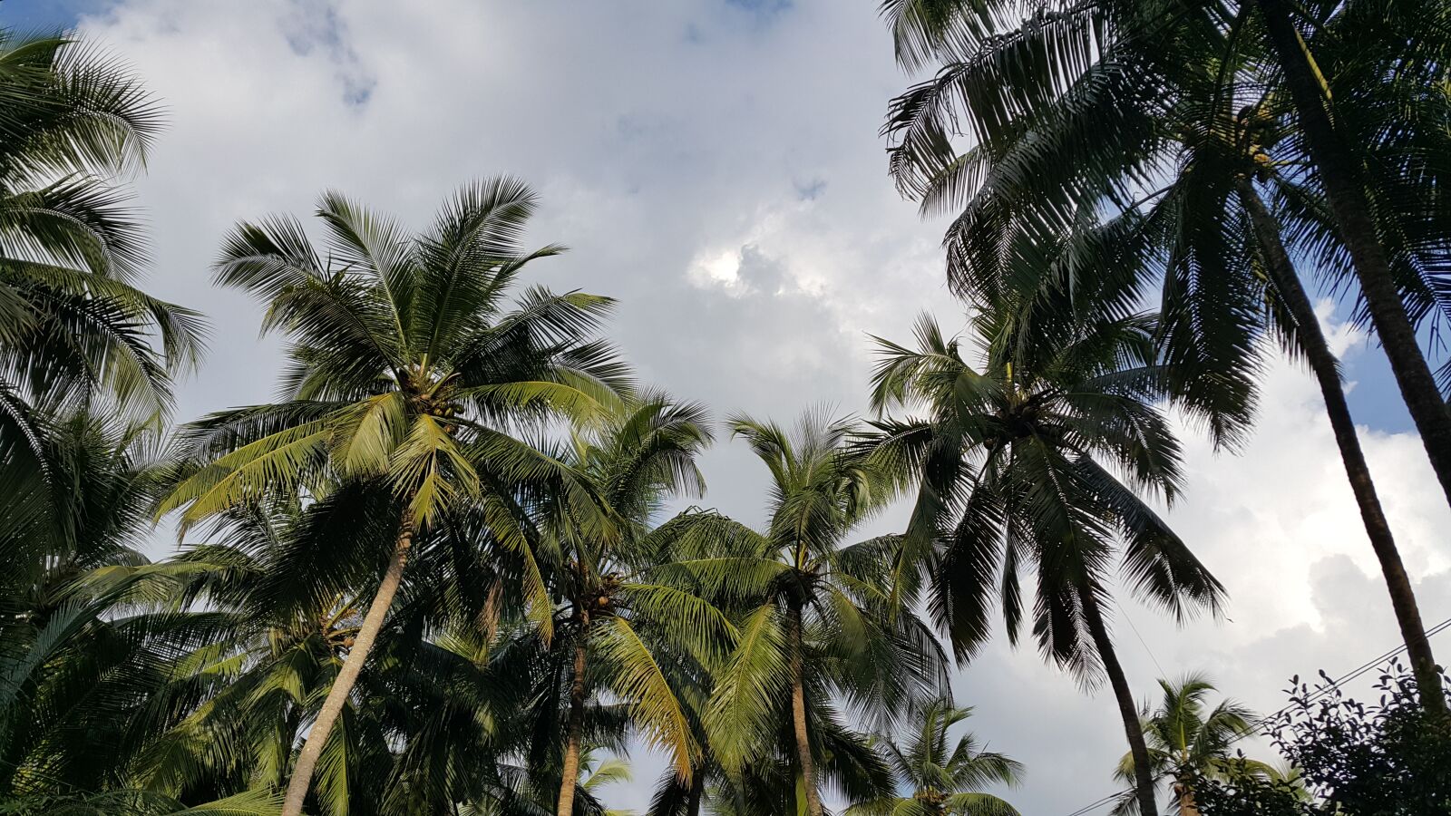 Samsung Galaxy Note4 sample photo. Trees, sky, landscape photography
