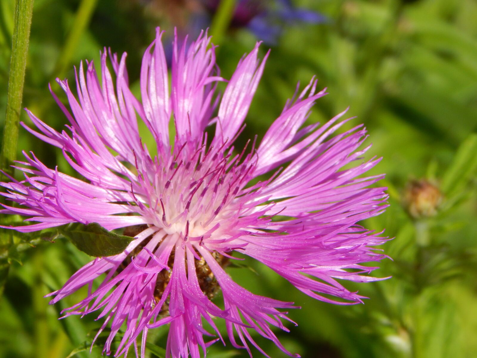 Nikon Coolpix L830 sample photo. Mountain knapweed, blossom, bloom photography