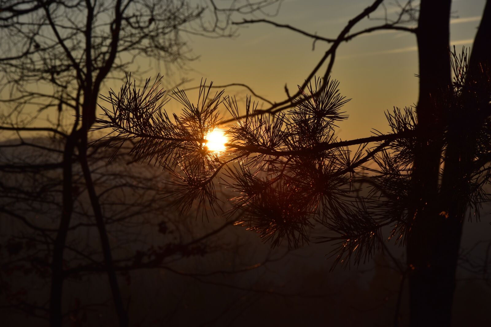 Nikon D7200 sample photo. West, the sun, tree photography